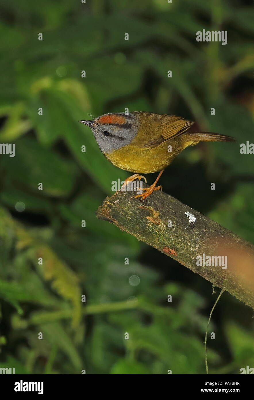 Color ruggine-incoronato trillo (Myiothlypis coronata) adulto appollaiato sul ramo di taglio Vinicio di osservazione degli uccelli della casa di Strada Nono-Mindo, Ecuador Febbraio Foto Stock