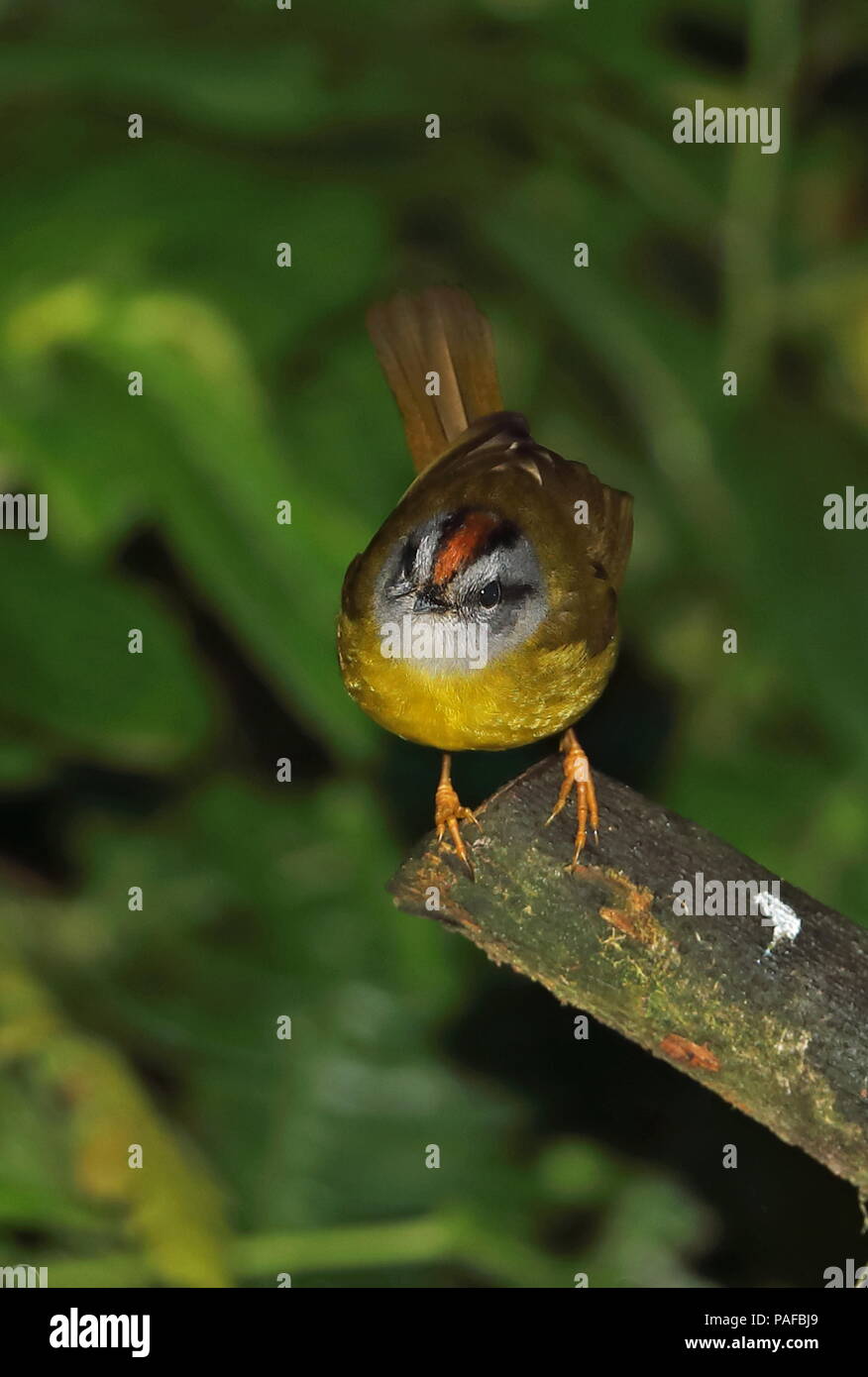 Color ruggine-incoronato trillo (Myiothlypis coronata) adulto appollaiato sul ramo di taglio Vinicio di osservazione degli uccelli della casa di Strada Nono-Mindo, Ecuador Febbraio Foto Stock