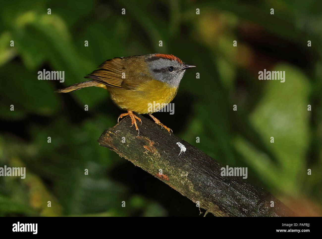 Color ruggine-incoronato trillo (Myiothlypis coronata) adulto appollaiato sul ramo di taglio Vinicio di osservazione degli uccelli della casa di Strada Nono-Mindo, Ecuador Febbraio Foto Stock