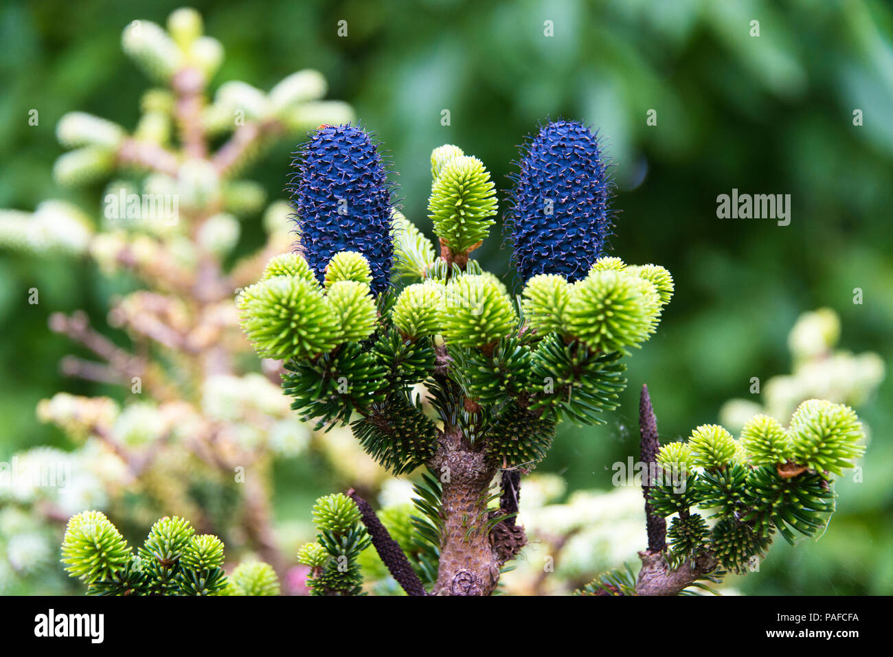 Piccolo impianto di abete, Abies Delavayi Buchanan,famiglia Pinacae. Foto Stock