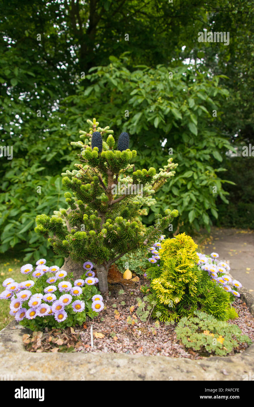 Piccolo impianto di abete, Abies Delavayi Buchanan,famiglia Pinacae. Foto Stock