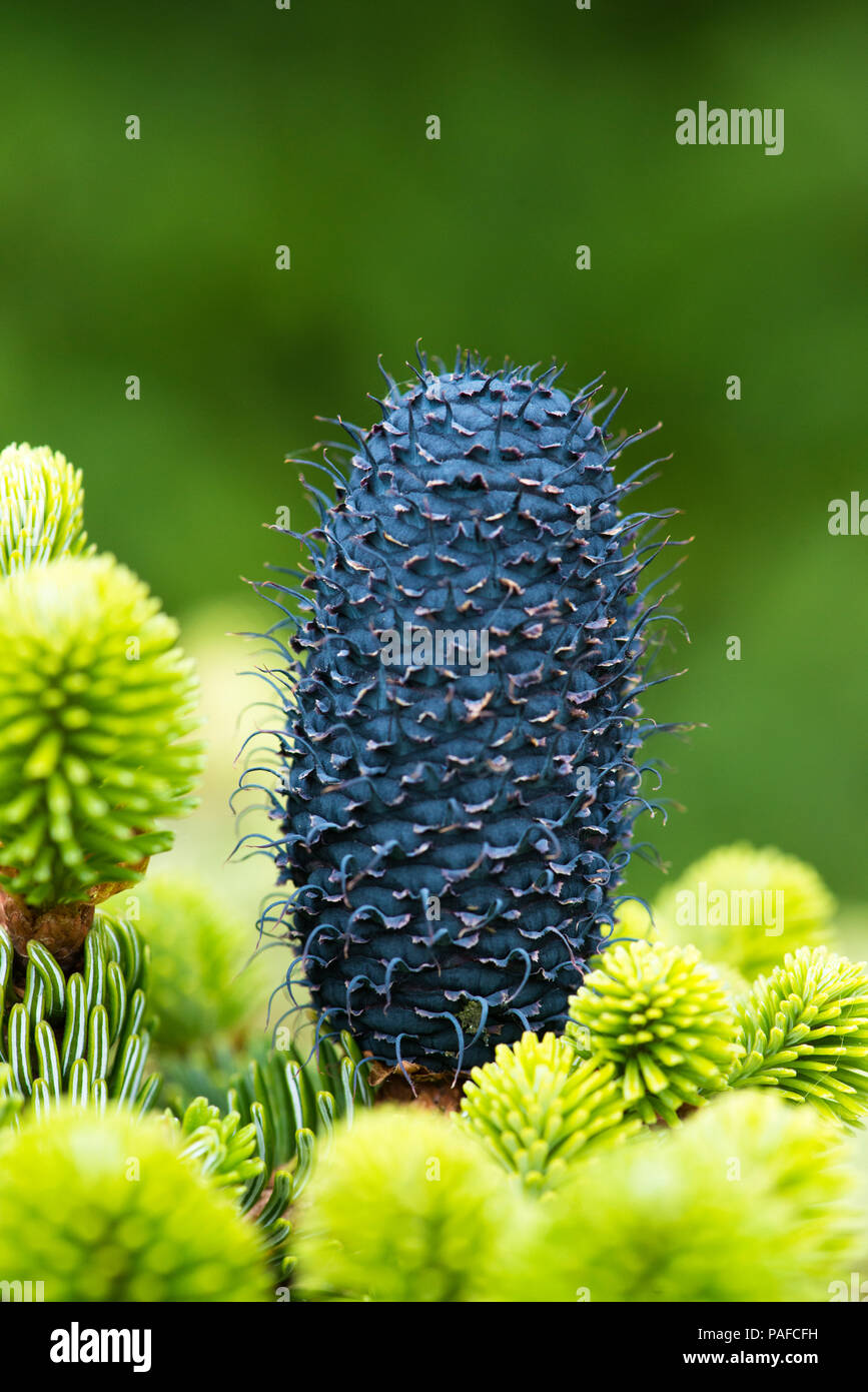 Impianto in miniatura, Abies Delayayii Buchmanan Foto Stock