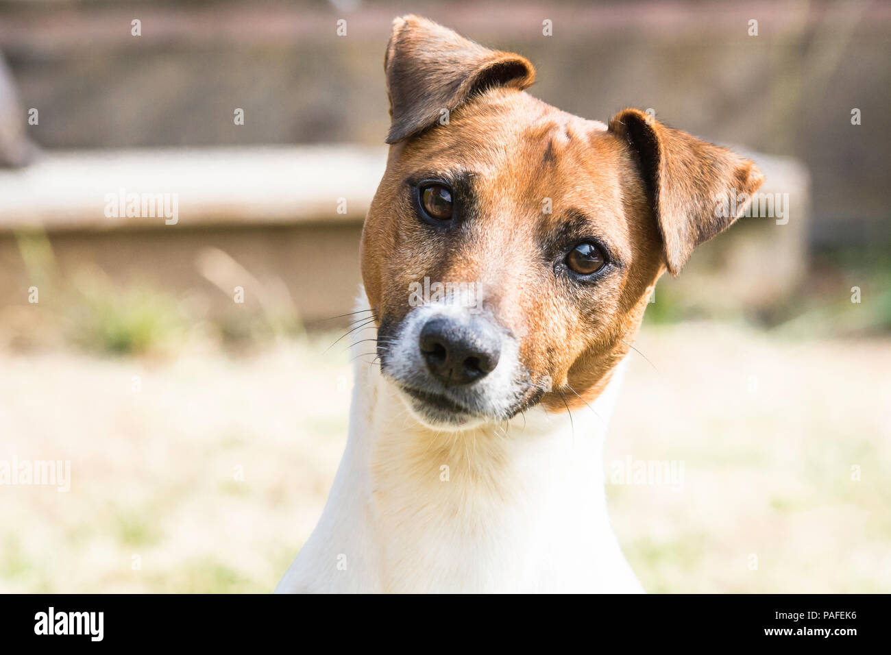 Colpo di testa di un Jack Russell Foto Stock