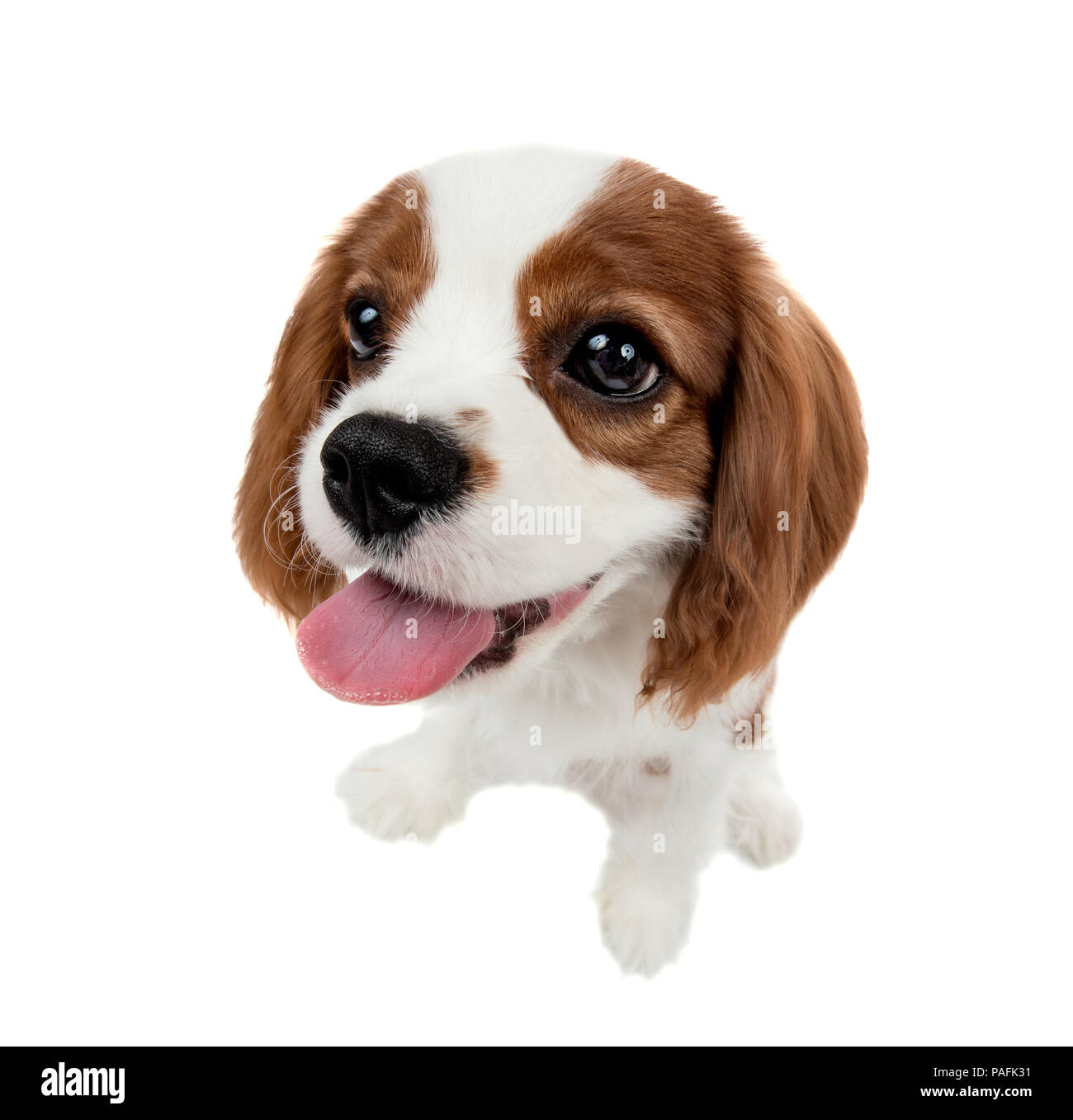 Closeup ritratto verticale riproduttori di razza cane, cucciolo Cavalier King Charles Spaniel, su sfondo bianco, isolato Foto Stock