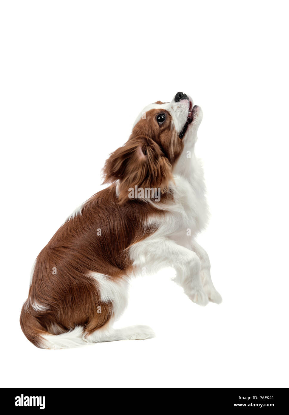 Esecuzione di riproduttori di razza cane, cucciolo Cavalier King Charles Spaniel, alzarsi sulle zampe posteriori, isolato Foto Stock
