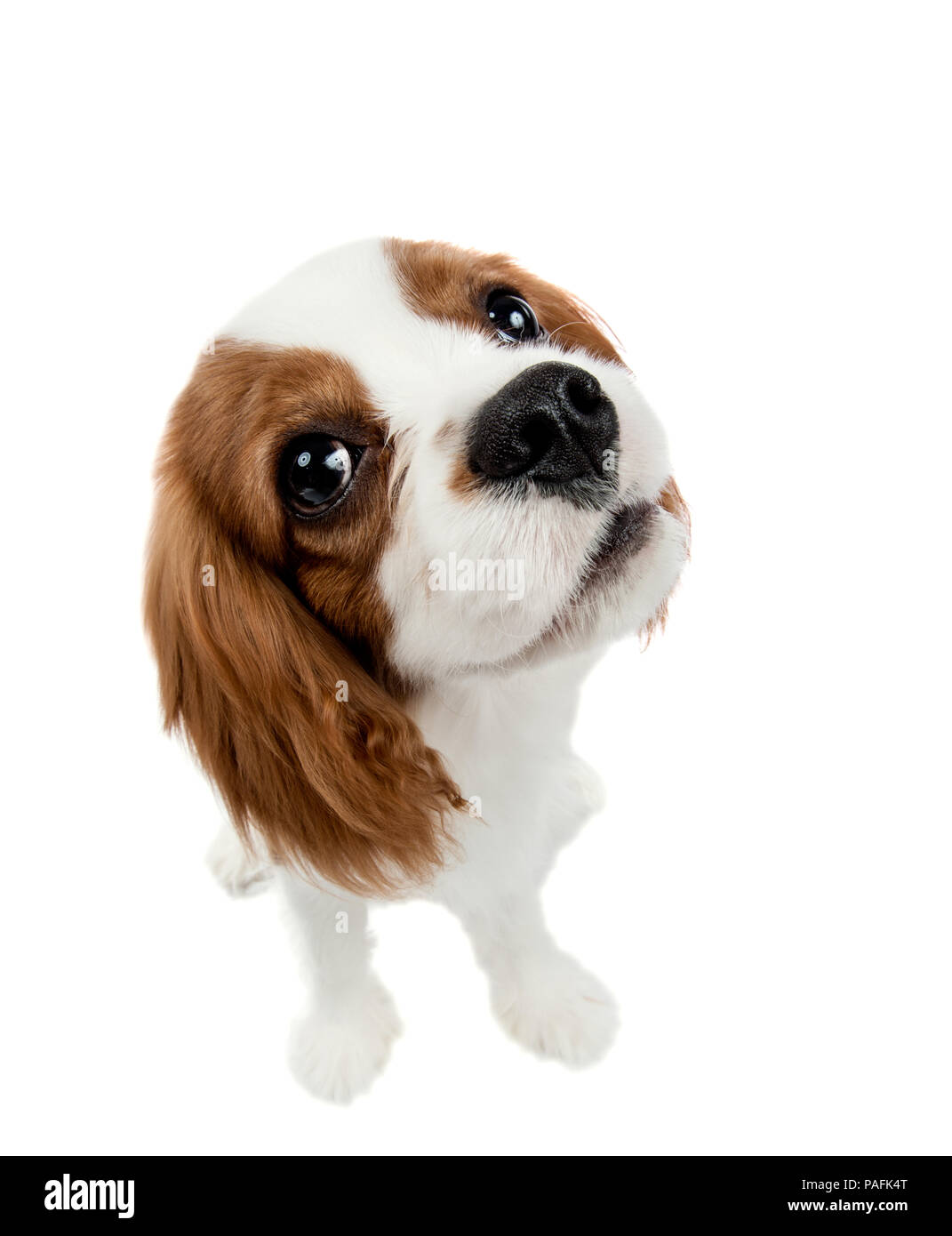 Closeup ritratto verticale riproduttori di razza cane, cucciolo Cavalier King Charles Spaniel, su sfondo bianco, isolato Foto Stock