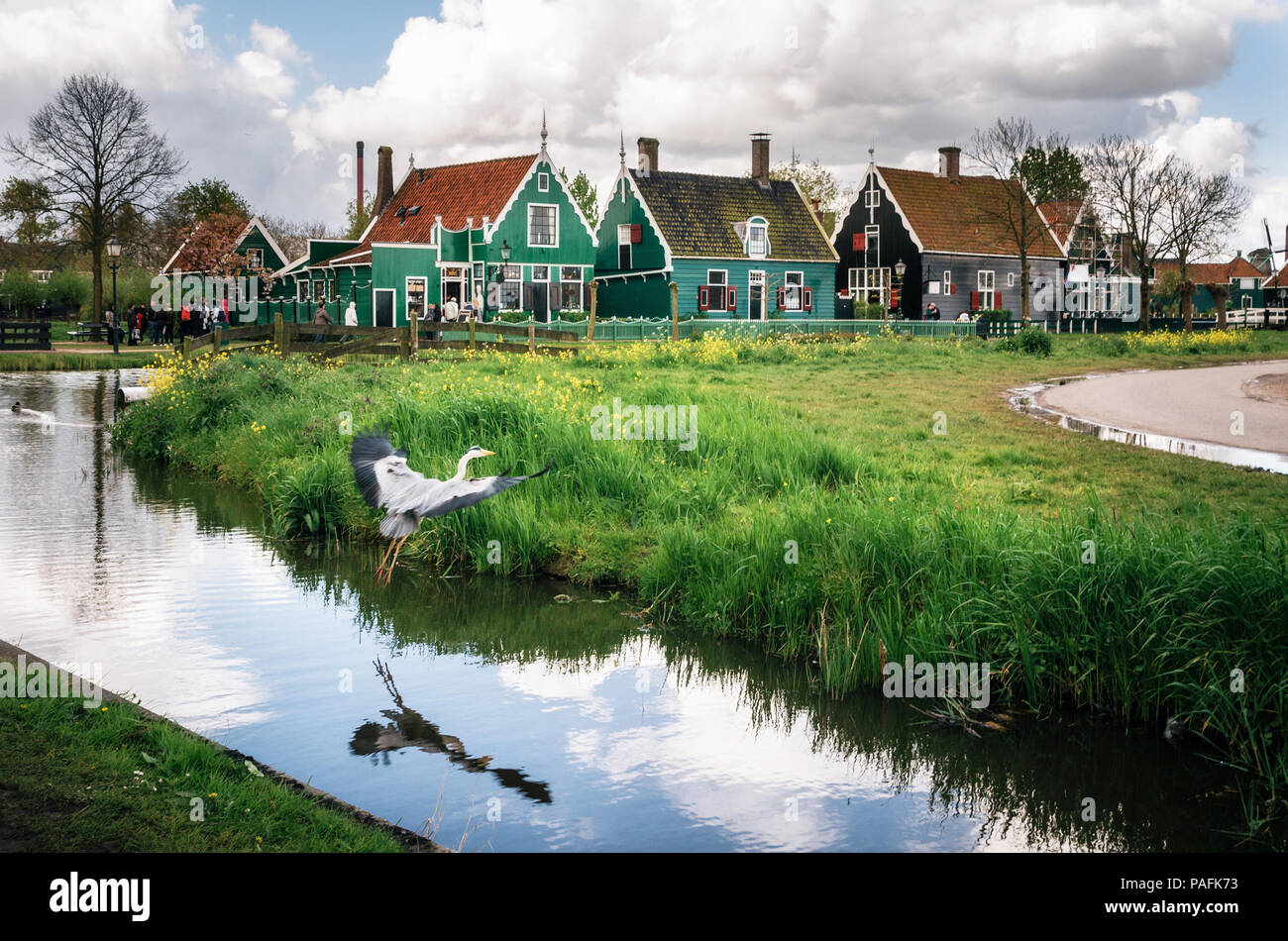 Zaanstad, Paesi Bassi - 26 April, 2017: airone cinerino prende ala contro un autentico Zaandam mulini e vibranti tradizionali case sul canale d'acqua in Zaa Foto Stock