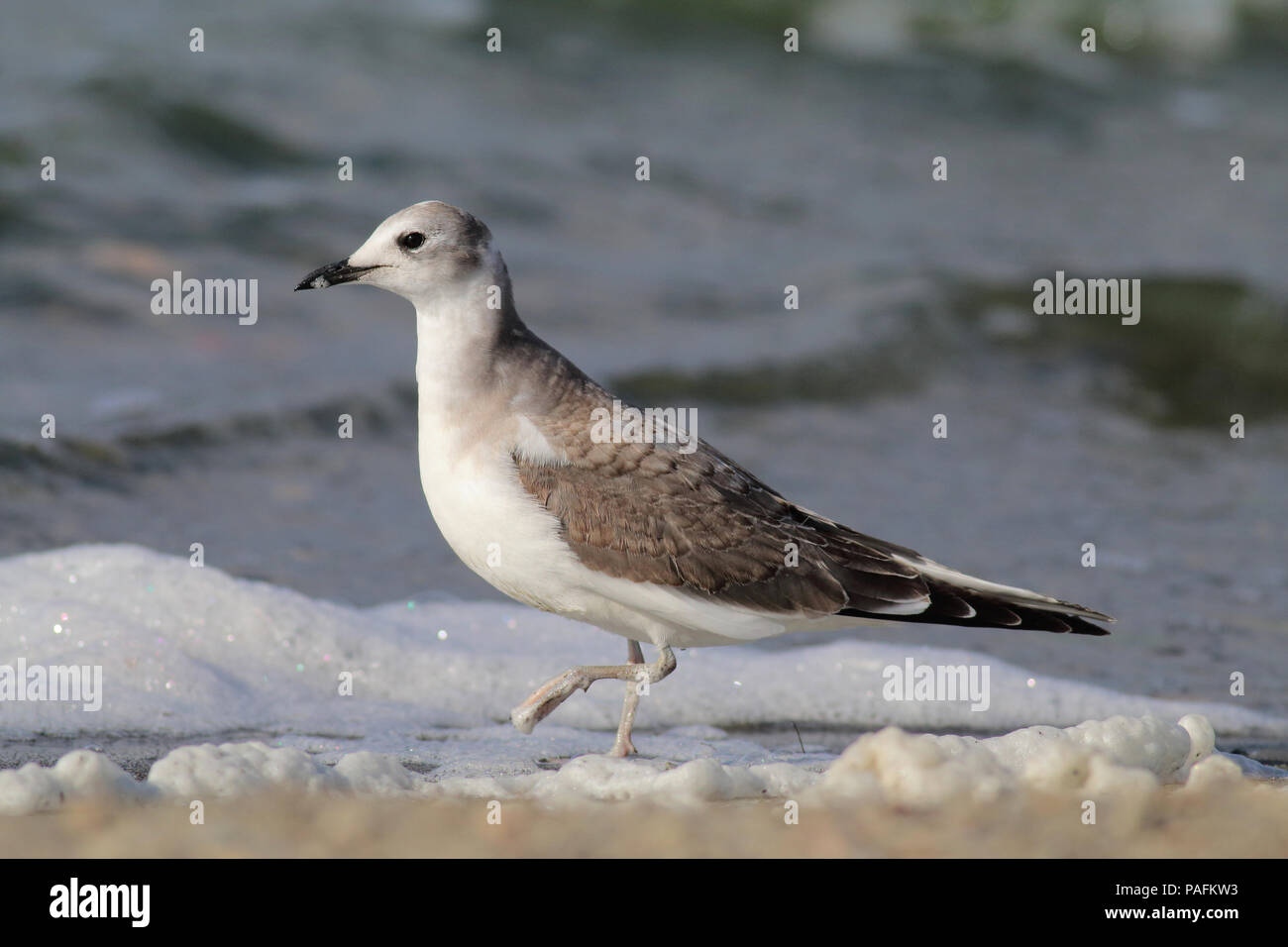 Sabine Gull Ottobre 5th, 2014 Lago di parete, Minnehaha County, South Dakota Canon 70D, 400 5.6L Foto Stock