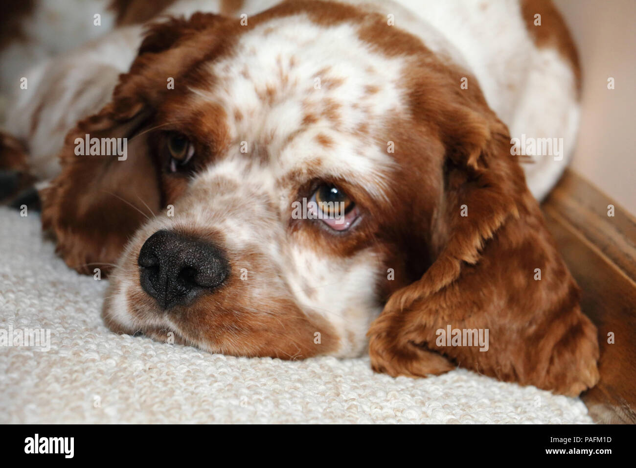 "Oscar", un bellissimo American Cocker Spaniel e cane di salvataggio, trovato che vivono in ambiente selvatico, ora riabilitato e vivere con una famiglia felice. Foto Stock