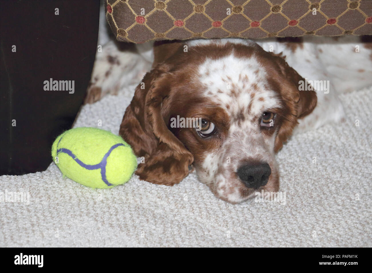 "Oscar", che si nasconde sotto una sedia con il suo giocattolo preferito. Un cane di salvataggio che era spaventata a prima, ma da allora è diventato molto amorevole e aperto. Foto Stock