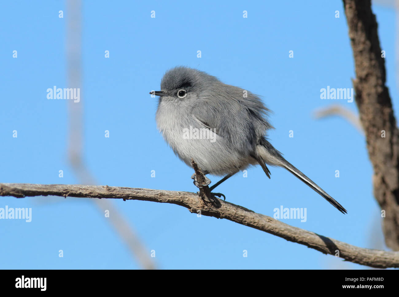 Nero-tailed Gnatcatcher Novembre 9th, 2015 Foresta Nazionale di Coronado, Arizona Canon 70D, 400 5.6L Foto Stock