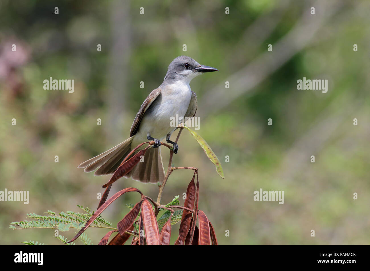 Grigio Kingbird Giugno 10th, 2015 San Giovanni Isola, U.S. Isole Vergini Canon 70D, 400 5.6L Foto Stock