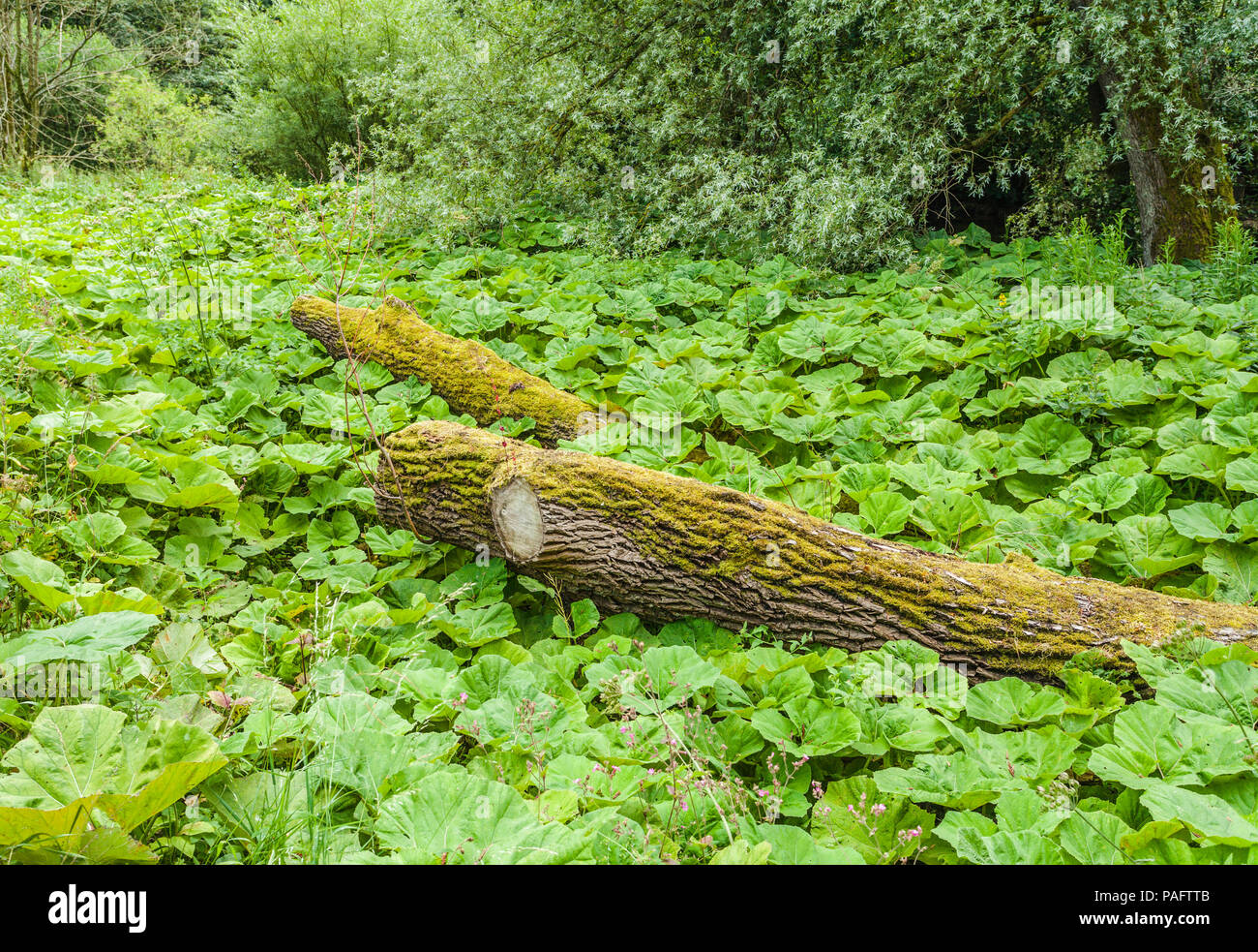 Abbattute due tronchi di alberi in mezzo ad una foresta di foglie verdi a Rothbury,l'Inghilterra,UK Foto Stock