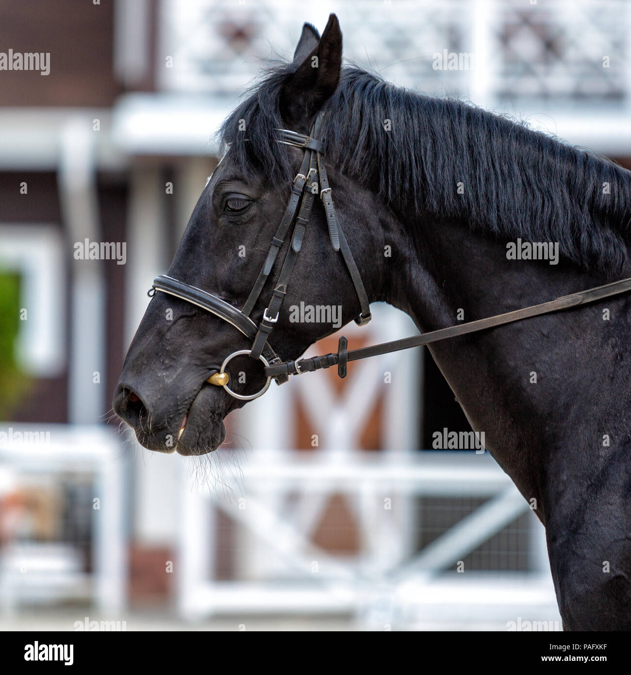 Cavallo. Splendido animale close-up all'aria aperta Foto Stock