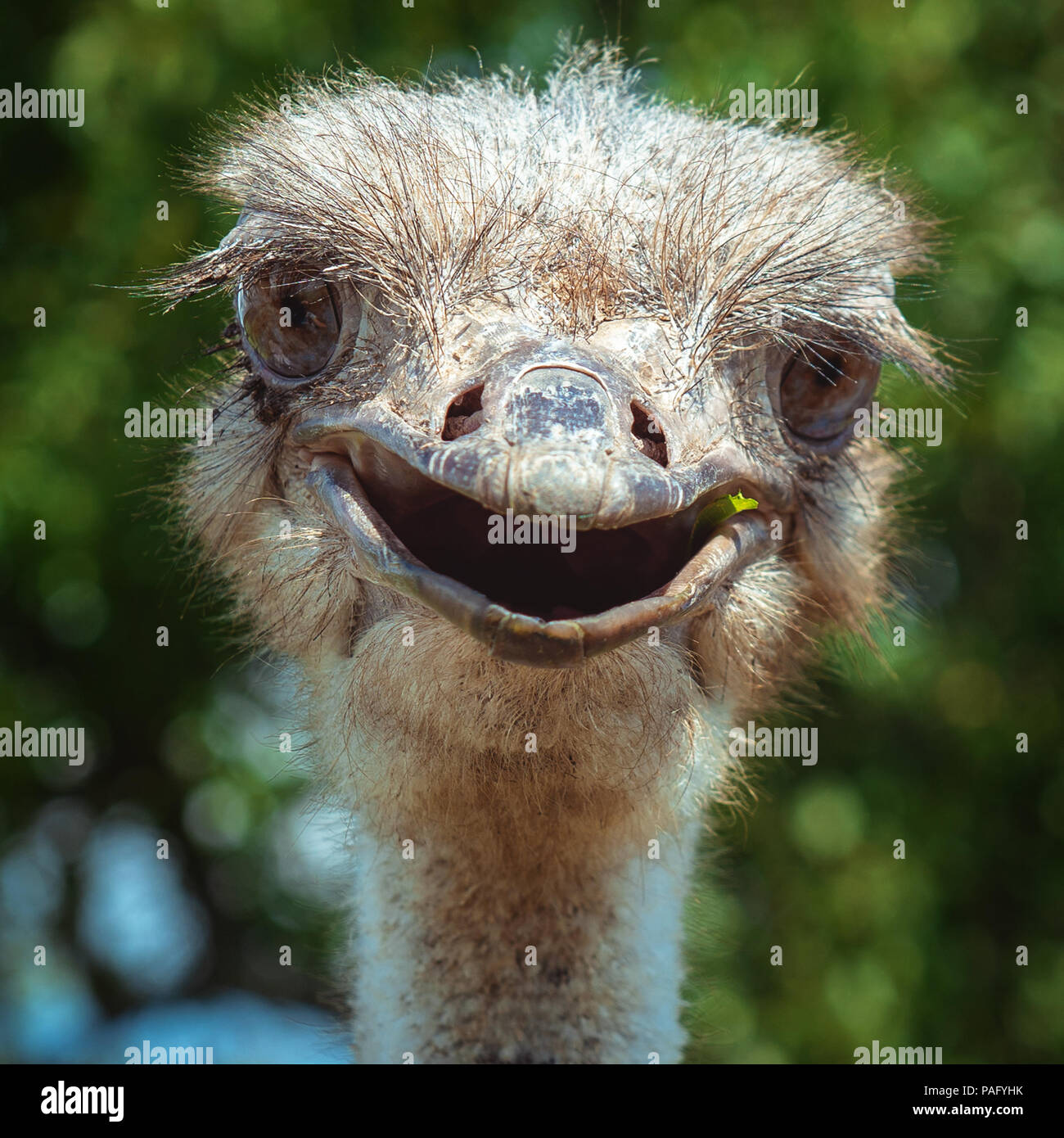Struzzo sorridente close-up. Buffo uccello all'aria aperta Foto Stock