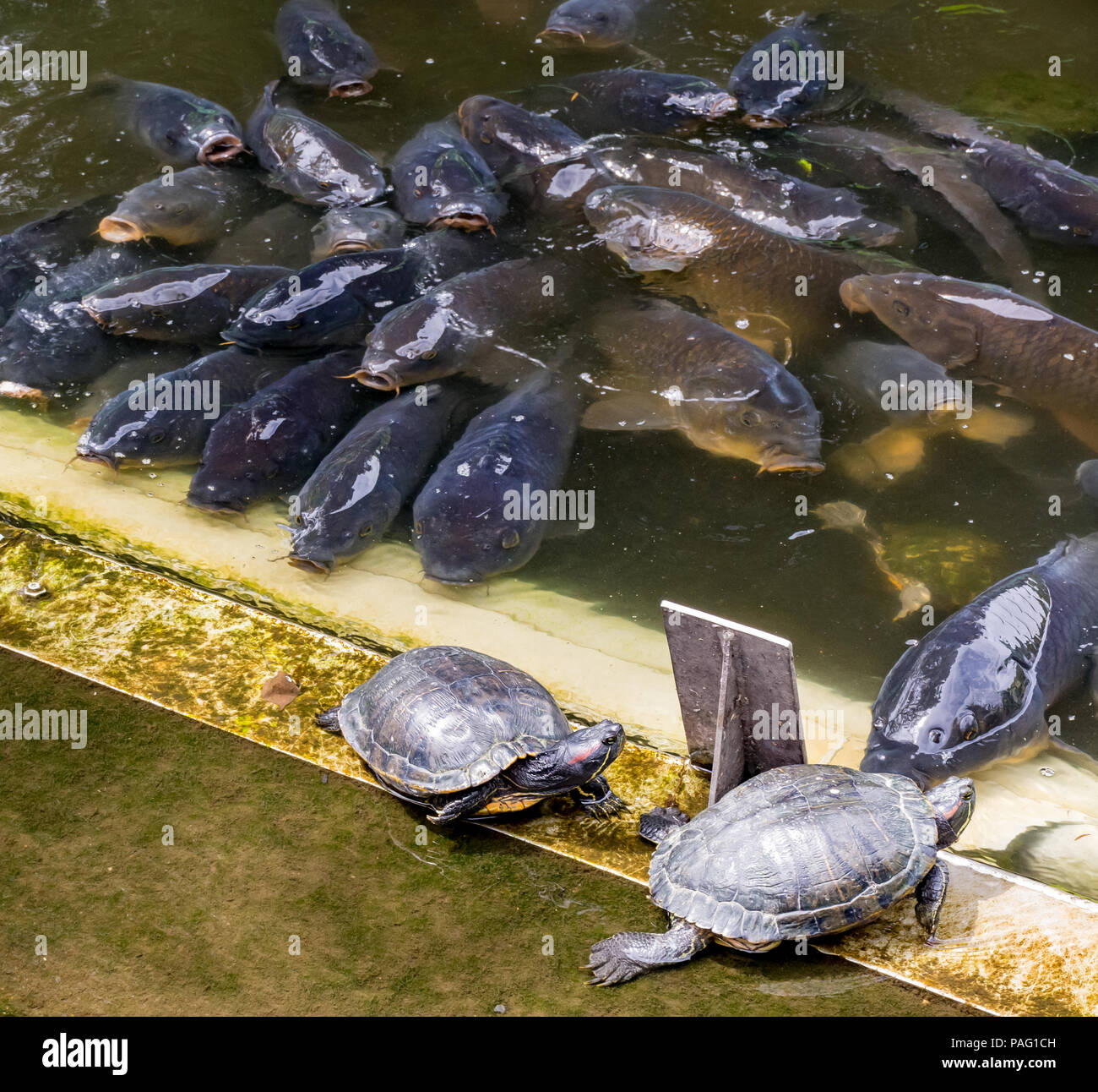 Grandi fondali della carpa tutti la bordatura vicino a due terrapins come se il tentativo di mangiarli, in stagno nel mezzo di Tokyo, Giappone Foto Stock