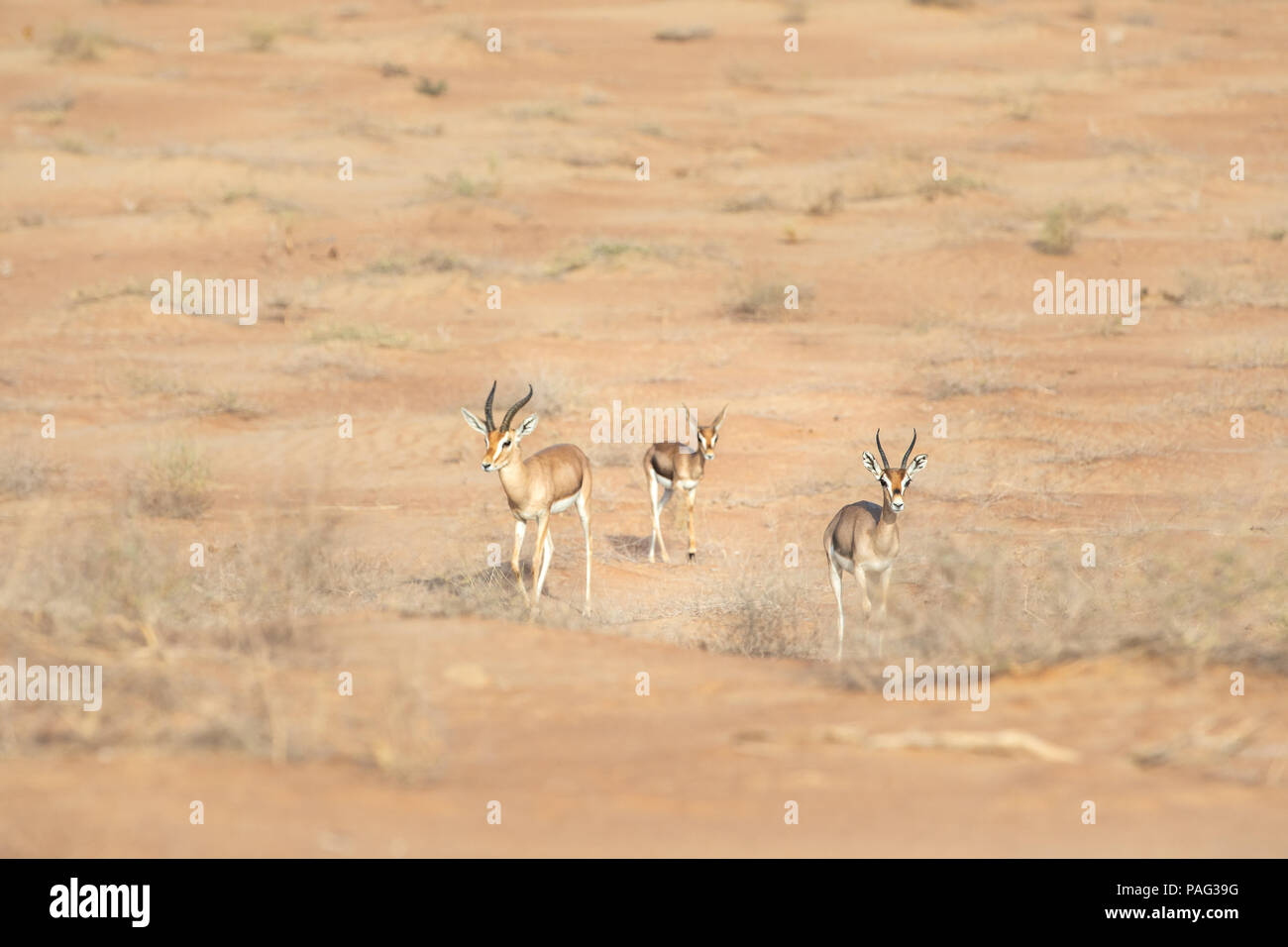 Famiglia di tre mountaing gazzelle: madre, padre, baby nel paesaggio del deserto. Dubai, EAU. Foto Stock