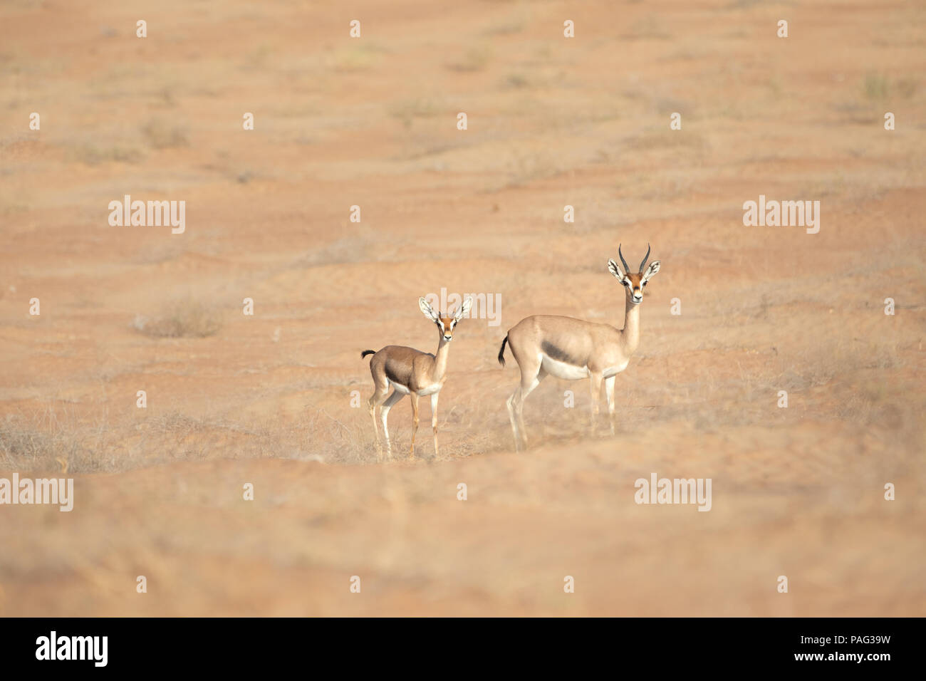 La madre e il bambino gazzella di montagna nelle dune del deserto. Dubai, EAU. Foto Stock