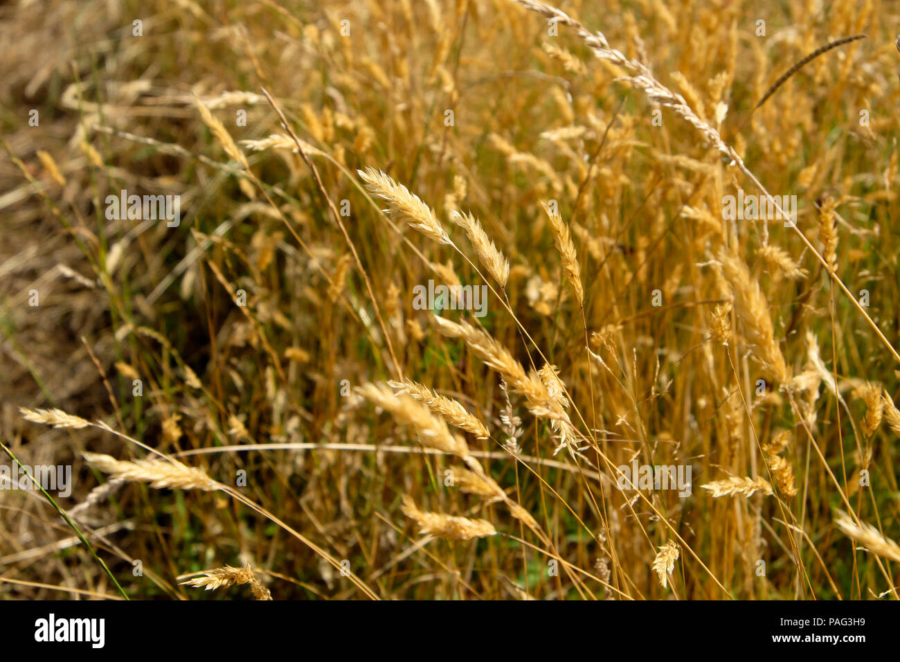 Golden brown erbe che crescono lungo una strada orlo nelle zone rurali del Galles Carmarthenshire durante il mese di luglio 2018 canicola UK KATHY DEWITT Foto Stock