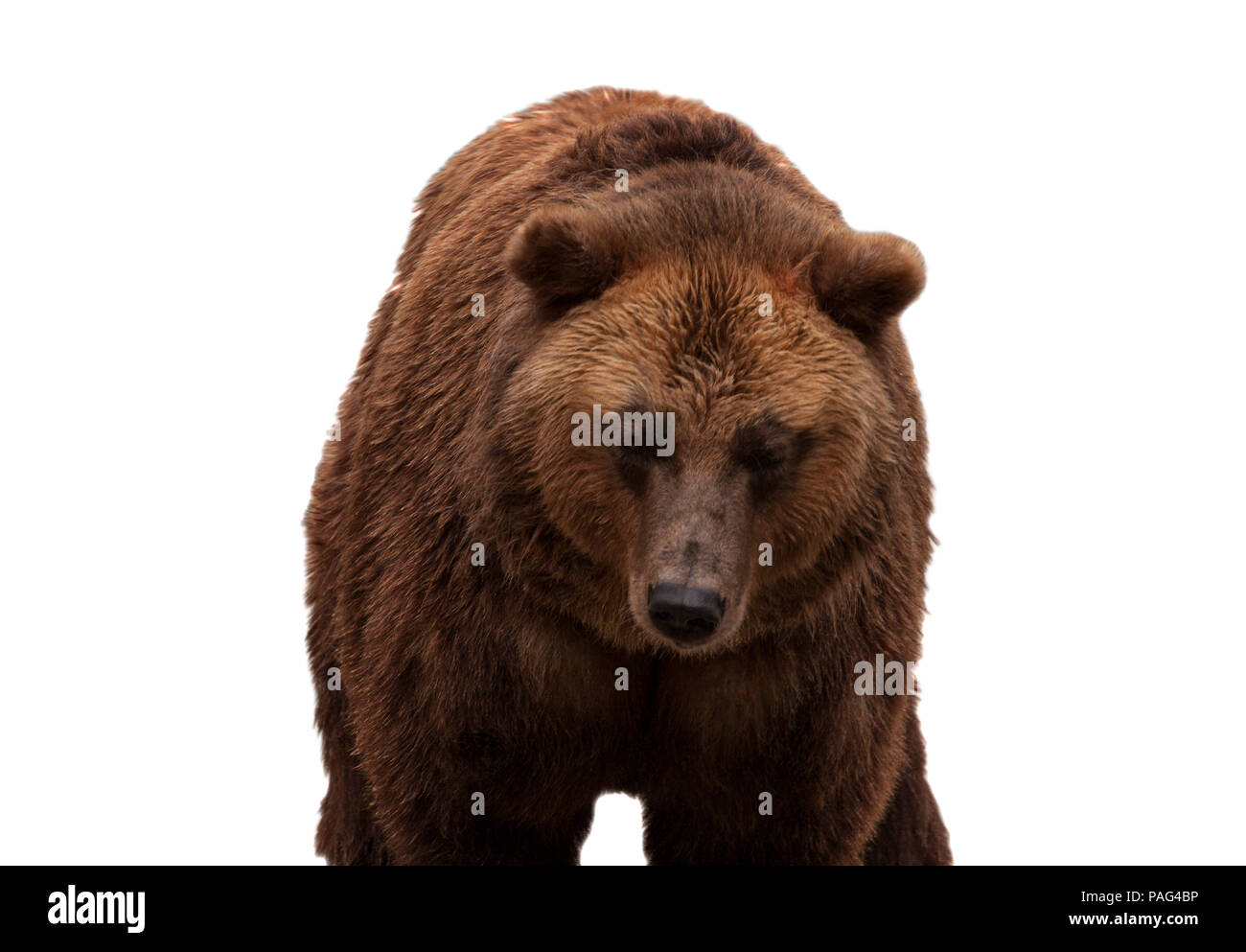 Eurasian orso bruno isolato su sfondo bianco Foto Stock
