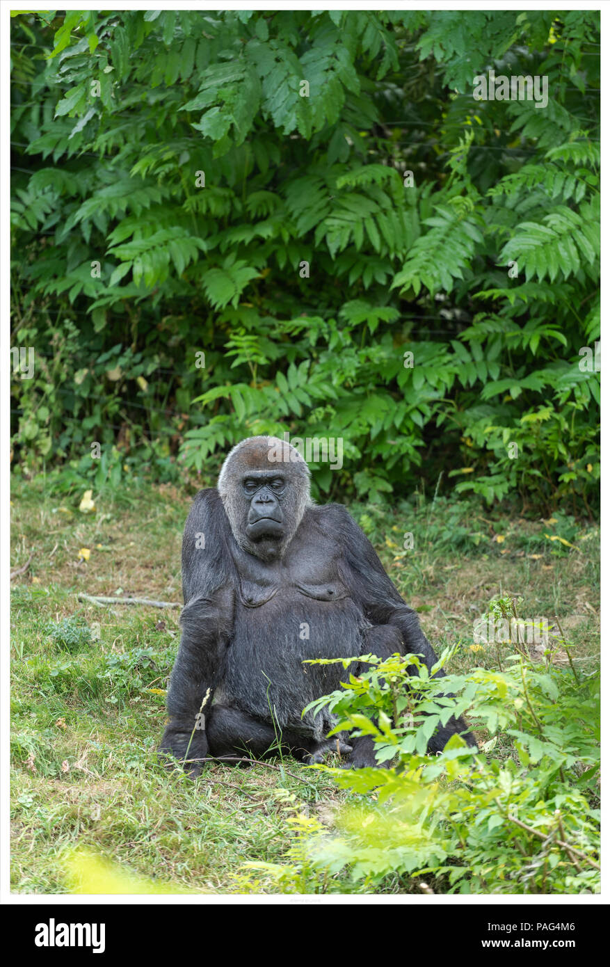 Un gorilla di sedersi sul suolo Foto Stock