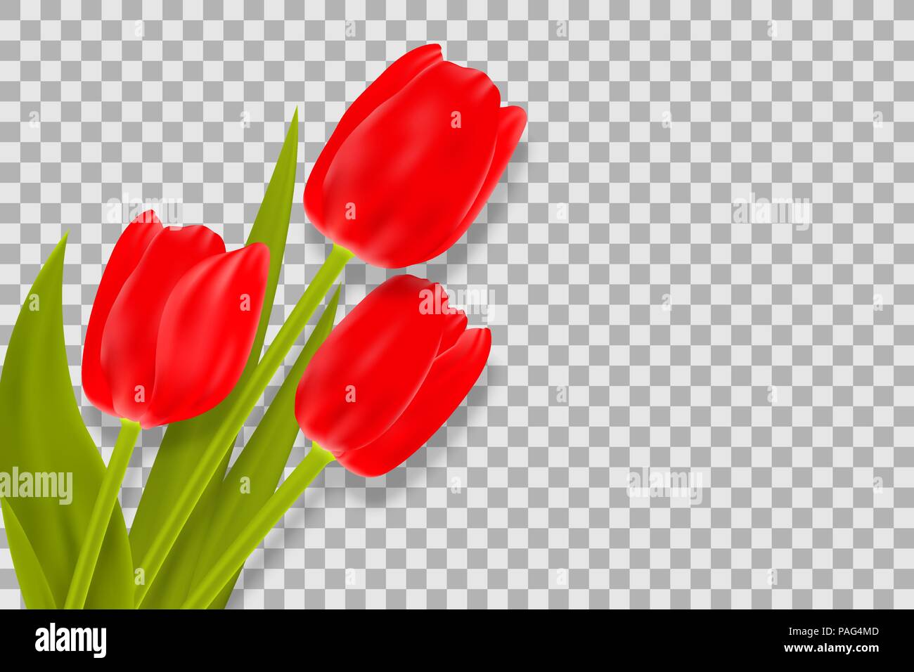 Bouquet di tulipani rossi con spazio per il messaggio di saluto. La festa della mamma, donne s Day e la molla di concetto di sfondo. Illustrazione Vettoriale. Illustrazione Vettoriale