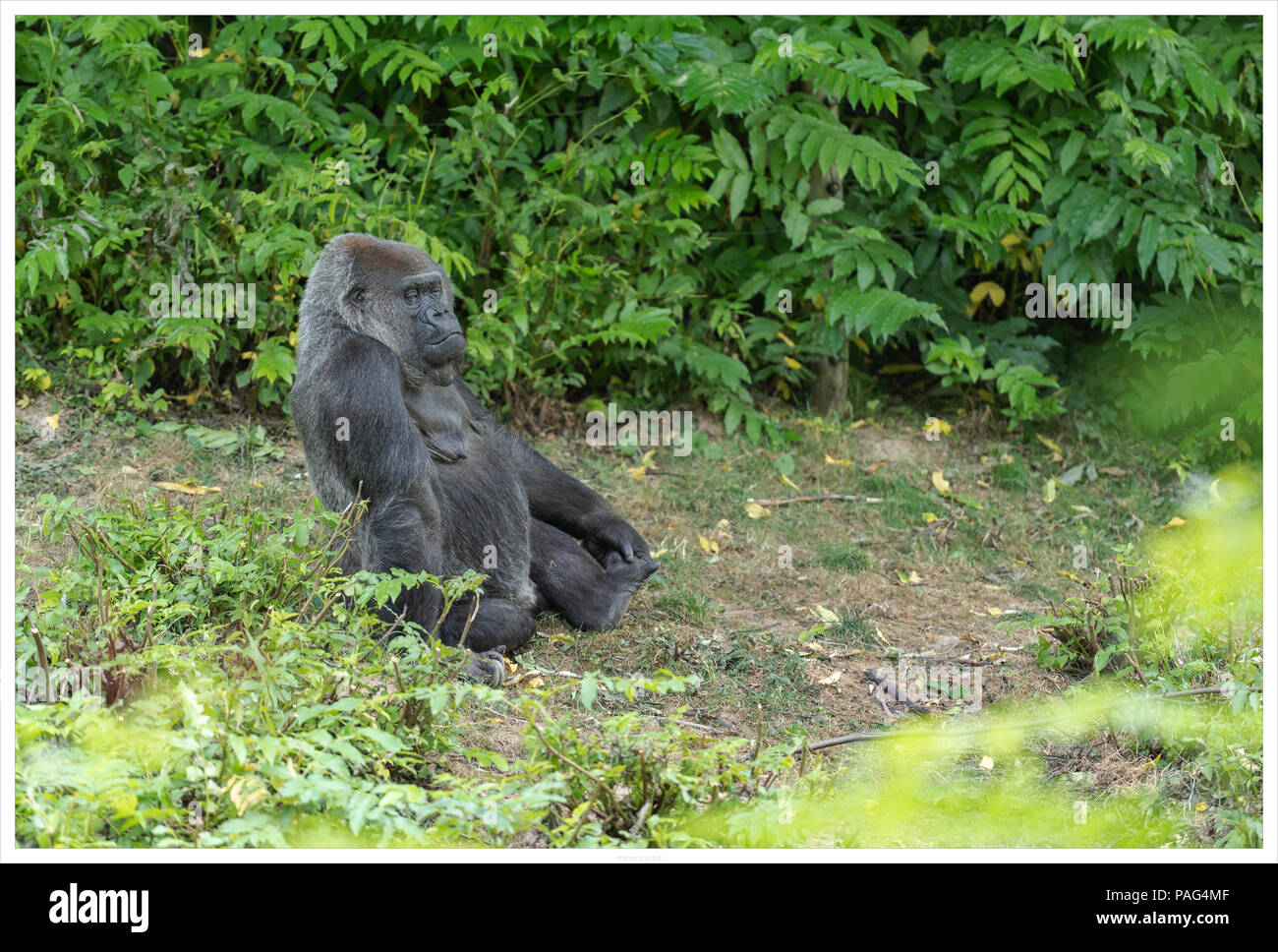 Un gorilla di sedersi sul suolo Foto Stock