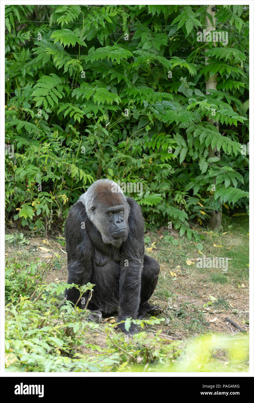 Un gorilla di sedersi sul suolo Foto Stock
