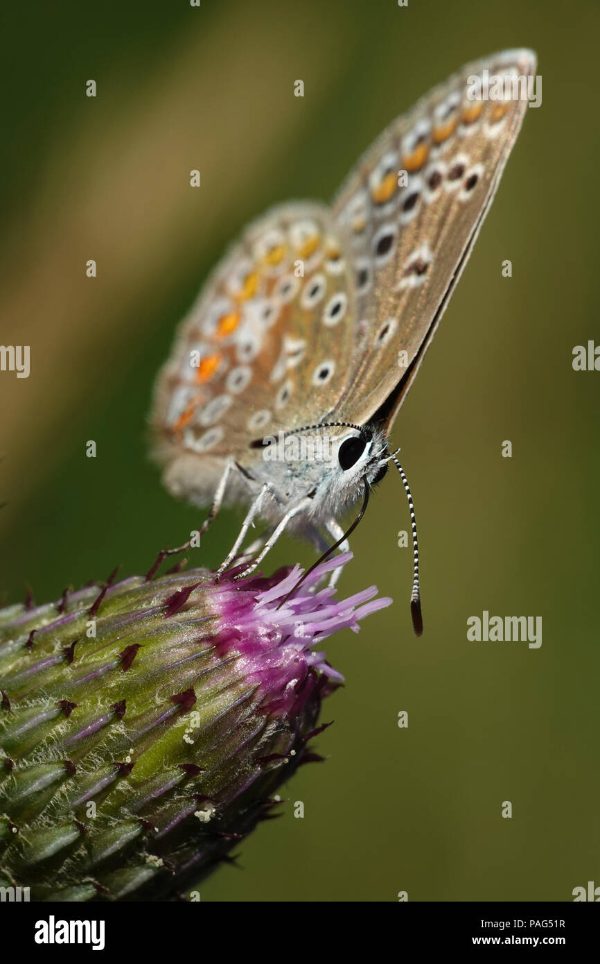 Blu settentrionale di mangiare da un fiore nel suo habitat in Danimarca Foto Stock