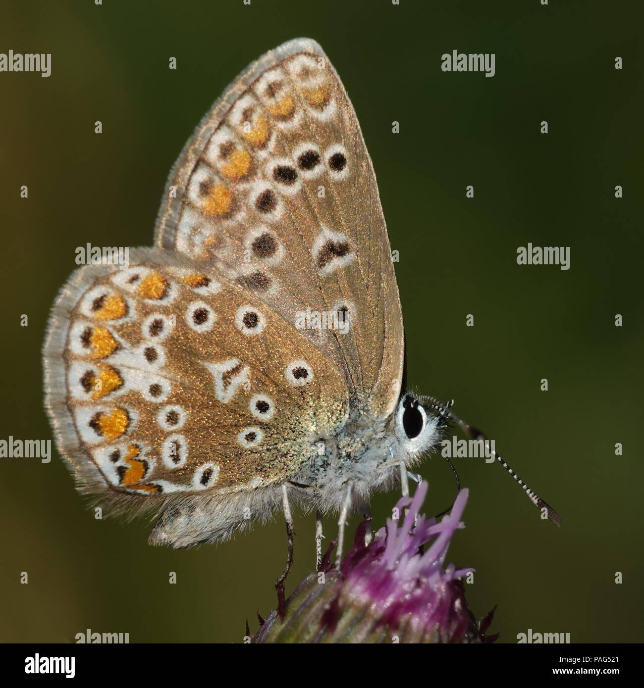 Blu settentrionale di mangiare da un fiore nel suo habitat in Danimarca Foto Stock
