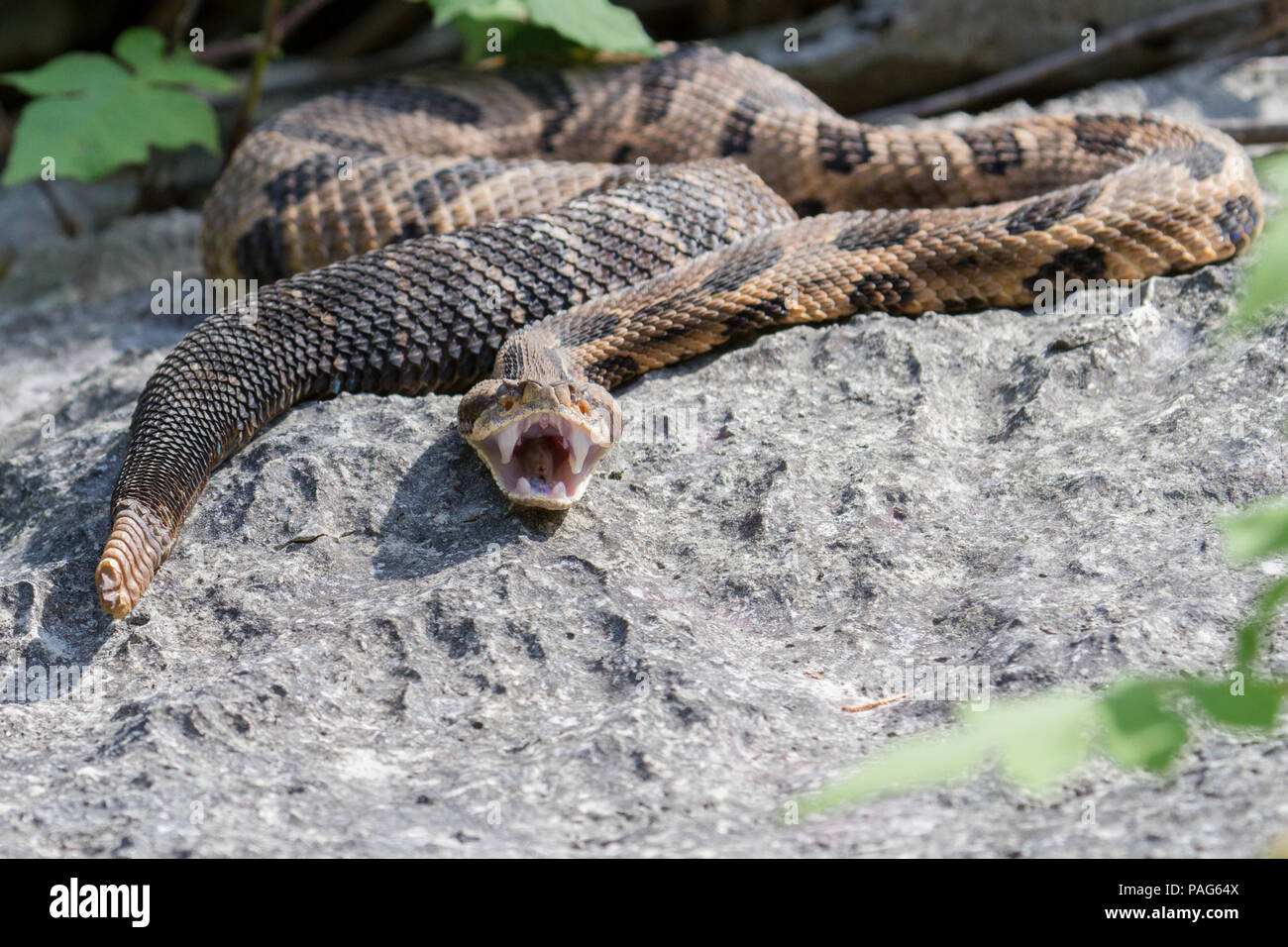 Un canebrake rattlesnake, Crotalus horridus, resettando le sue mascelle e mostrando la membrana coperta grangs. Foto Stock