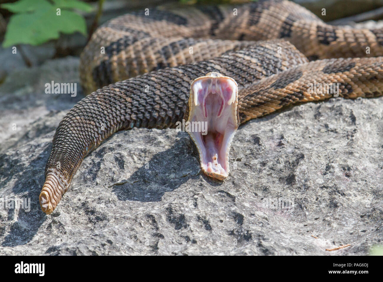 Un canebrake rattlesnake, Crotalus horridus, resettando le sue mascelle e mostrando la membrana coperta grangs. Foto Stock