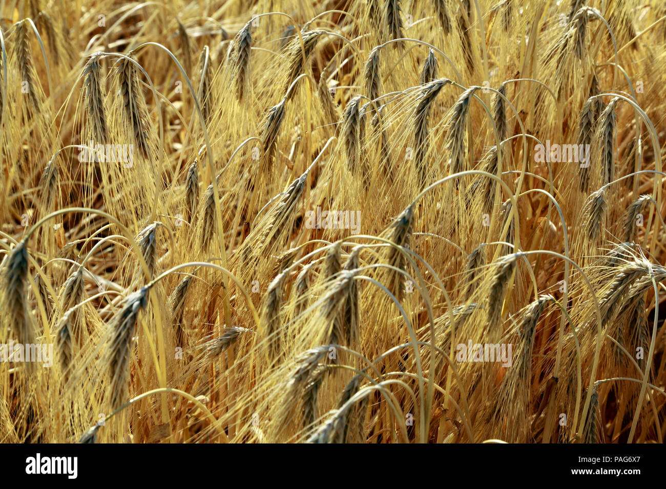 Orzo, cereali raccolto di grano, dettaglio,barbuto le testate granella, Norfolk, Inghilterra, Regno Unito Foto Stock