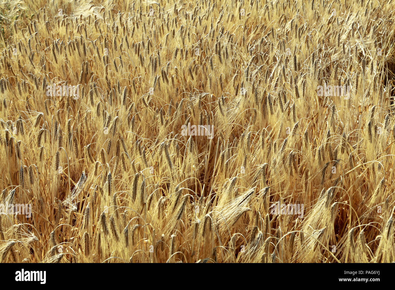 Orzo, cereali raccolto di grano, dettaglio,barbuto le testate granella, Norfolk, Inghilterra, Regno Unito Foto Stock