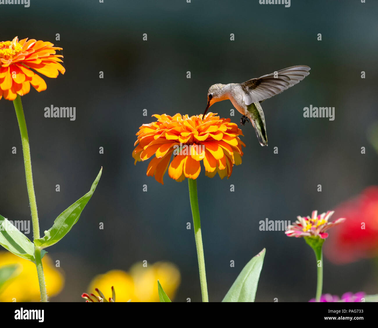 Hummingbird con un schierate gruppo di fiori. Foto Stock