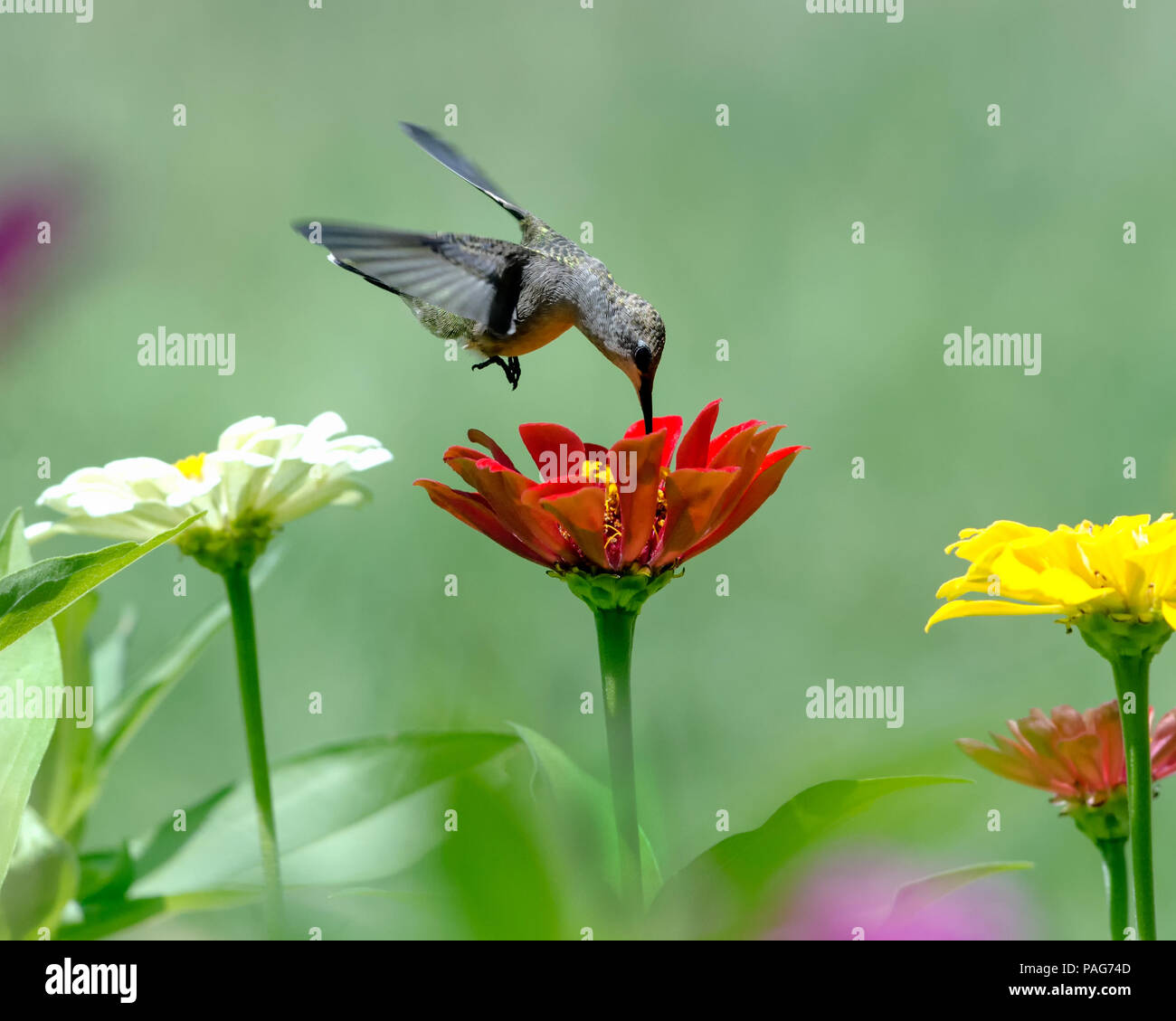 Hummingbird con profondo rosso Zinnia fiore Foto Stock