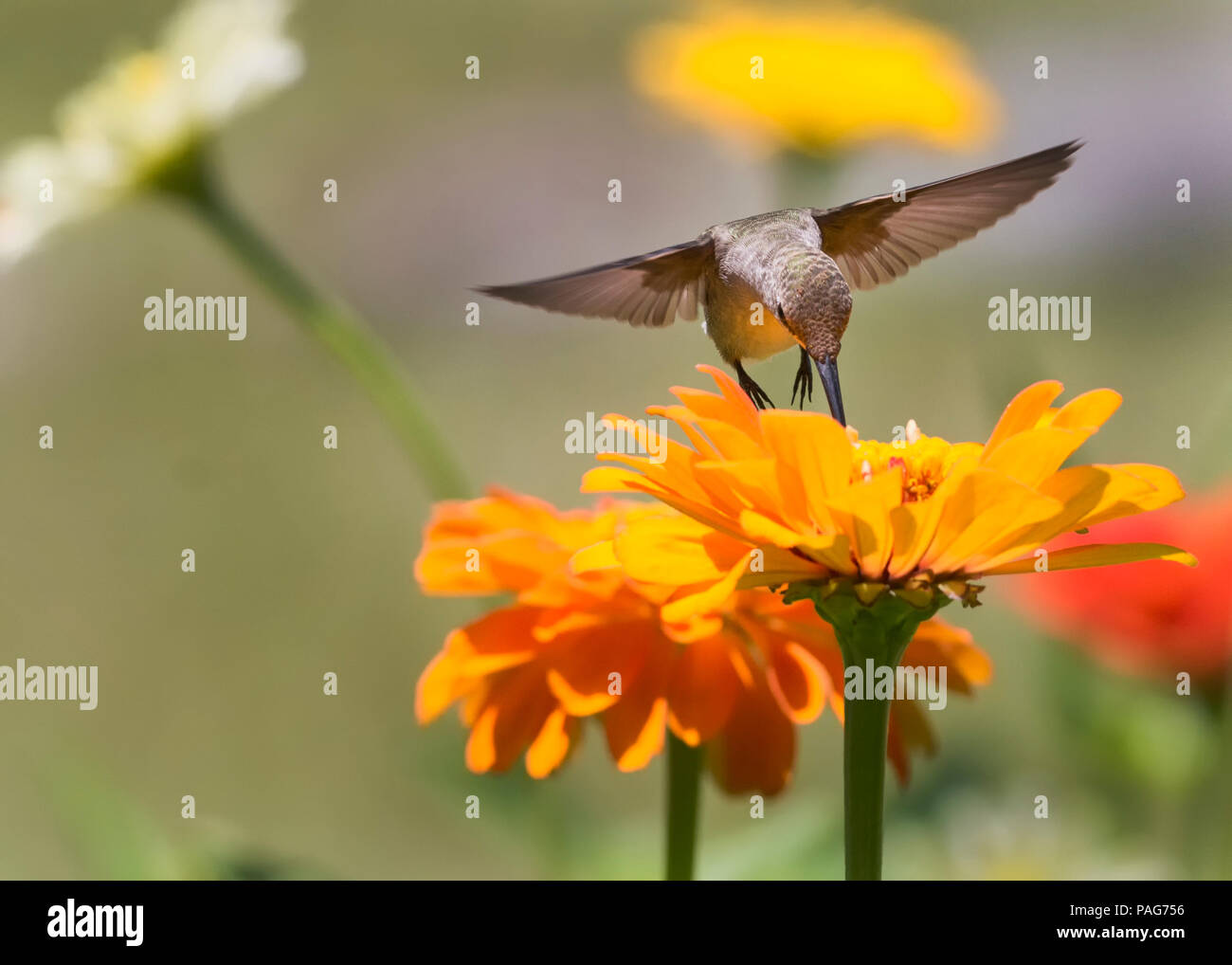 Hummingbird su Orange Zinnia fiore Foto Stock