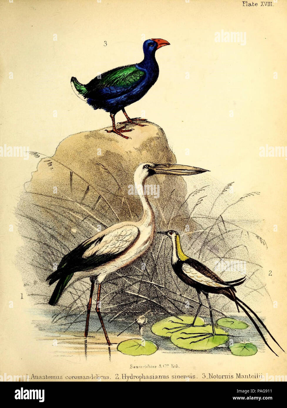 Una storia popolare di uccelli : Londra :Lovell Reeve,1855. Foto Stock