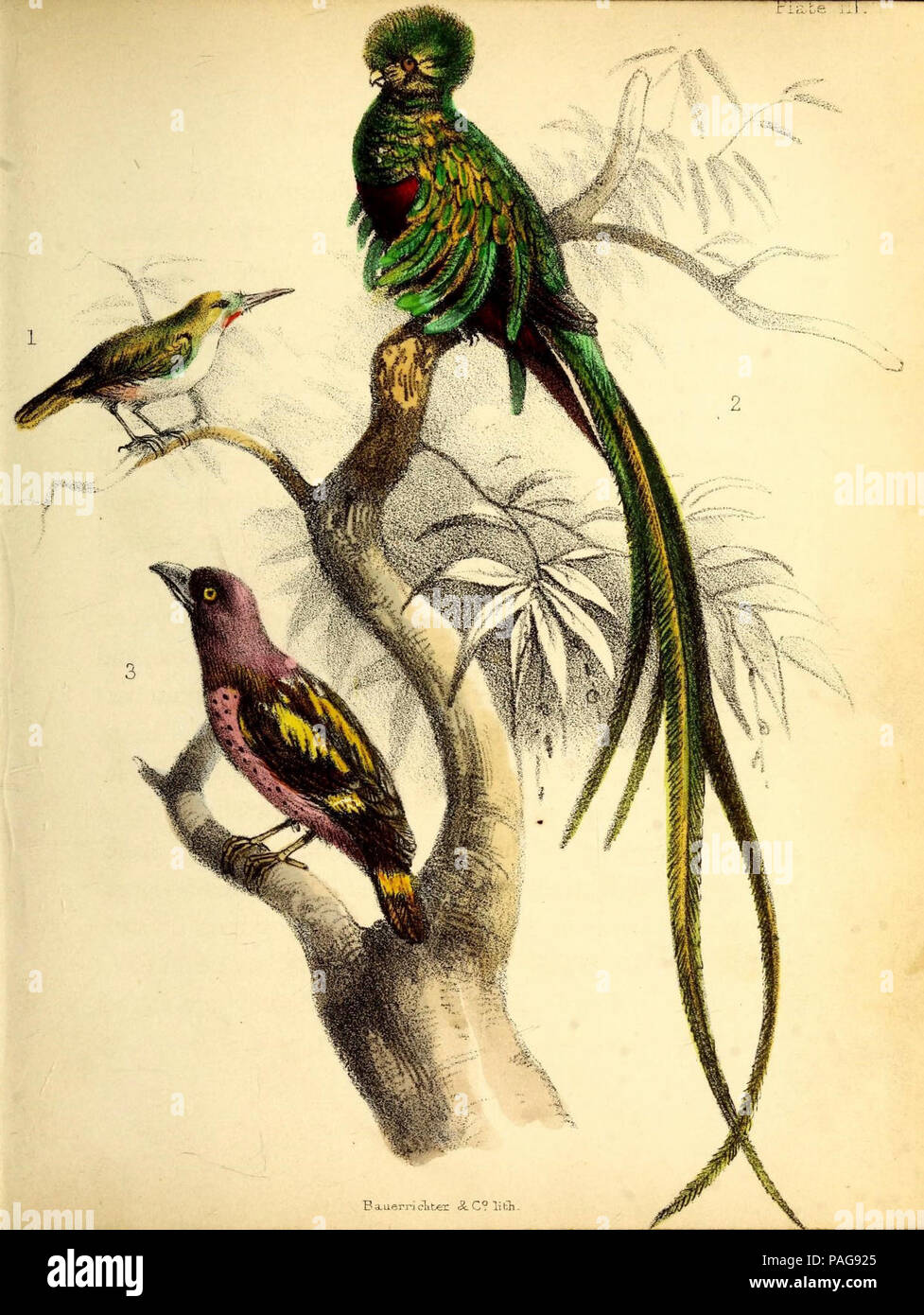 Una storia popolare di uccelli : Londra :Lovell Reeve,1855. Foto Stock