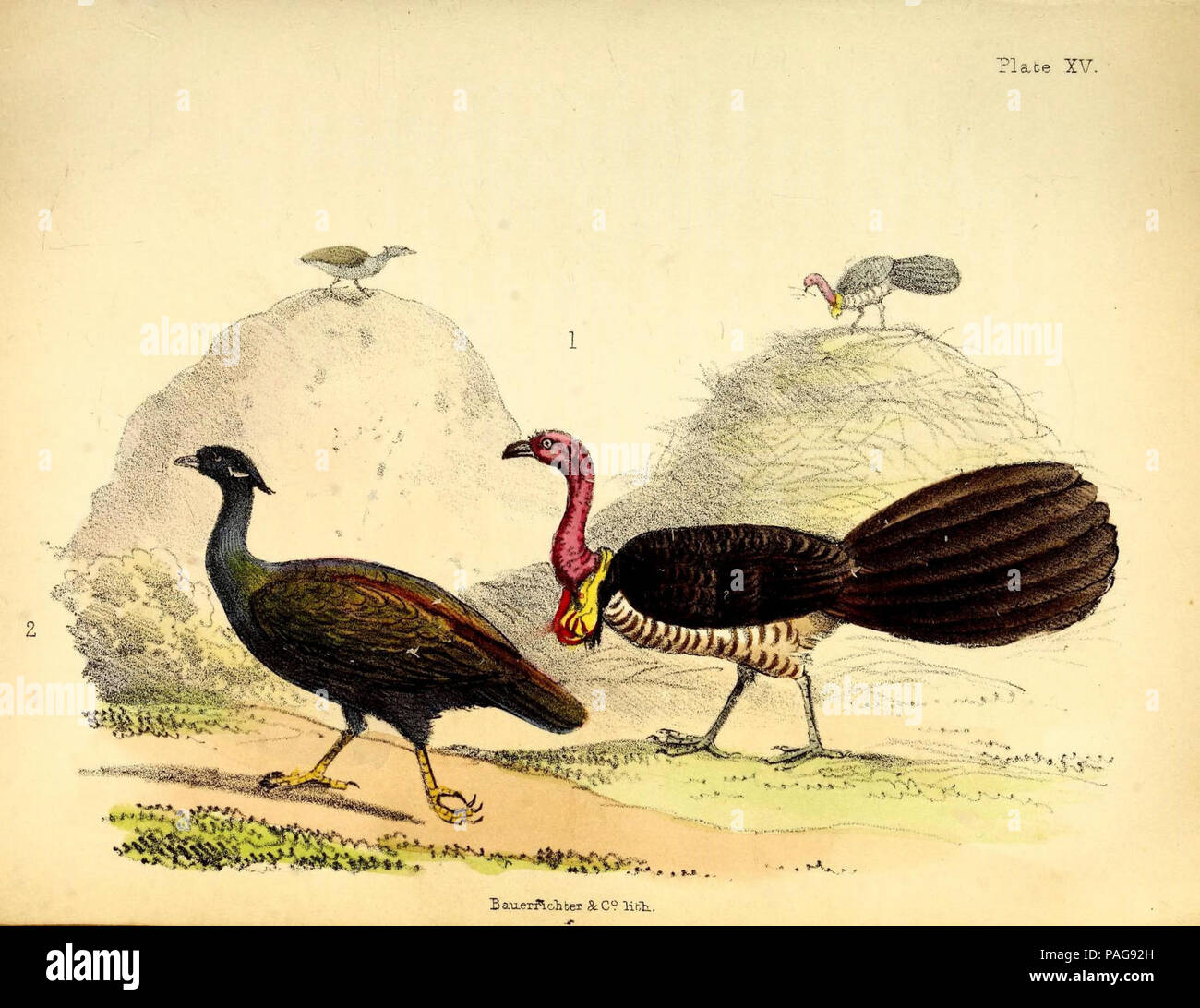 Una storia popolare degli uccelli Foto Stock