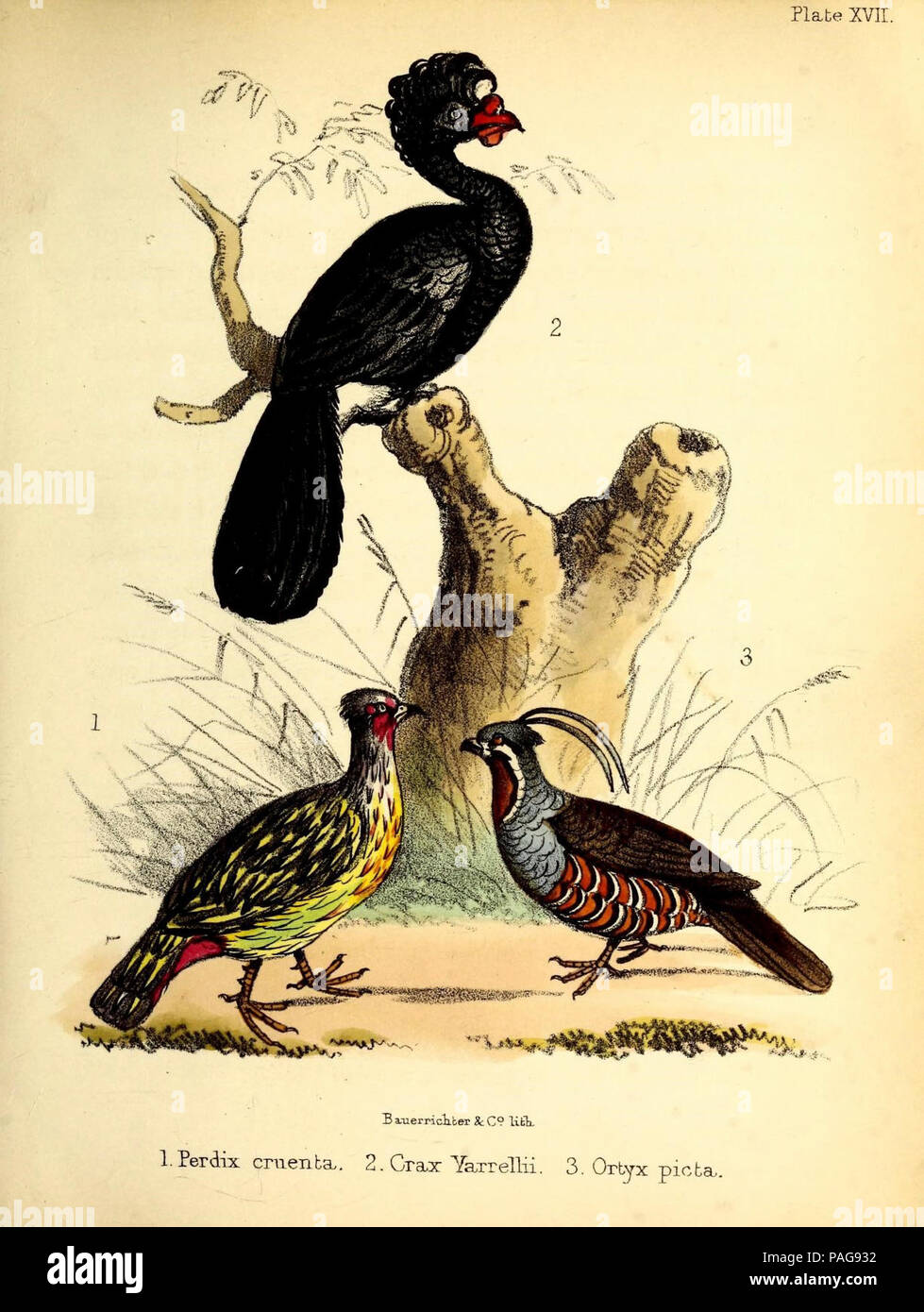 Una storia popolare di uccelli : Londra :Lovell Reeve,1855. Foto Stock