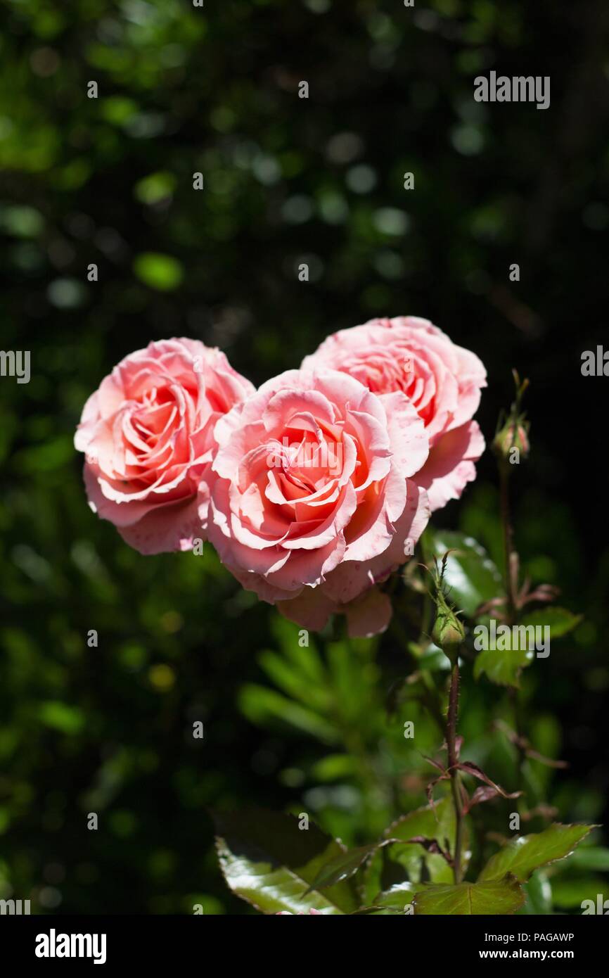 "Torneo delle Rose' grandiflora rose a Riva acri del parco statale vicino a Coos Bay, Oregon, Stati Uniti d'America. Foto Stock