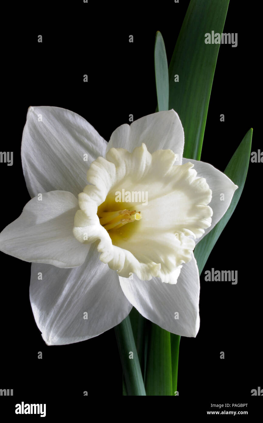 Bianco fiore di narciso isolati su sfondo nero Foto Stock