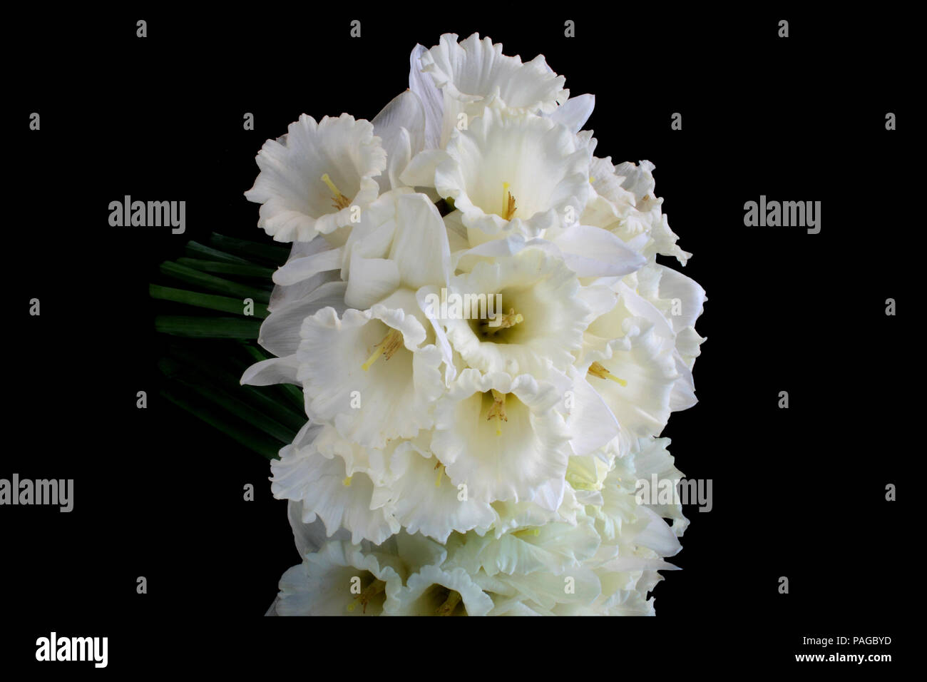 Bouquet di bianco fiori di narciso nero su sfondo riflettente Foto Stock