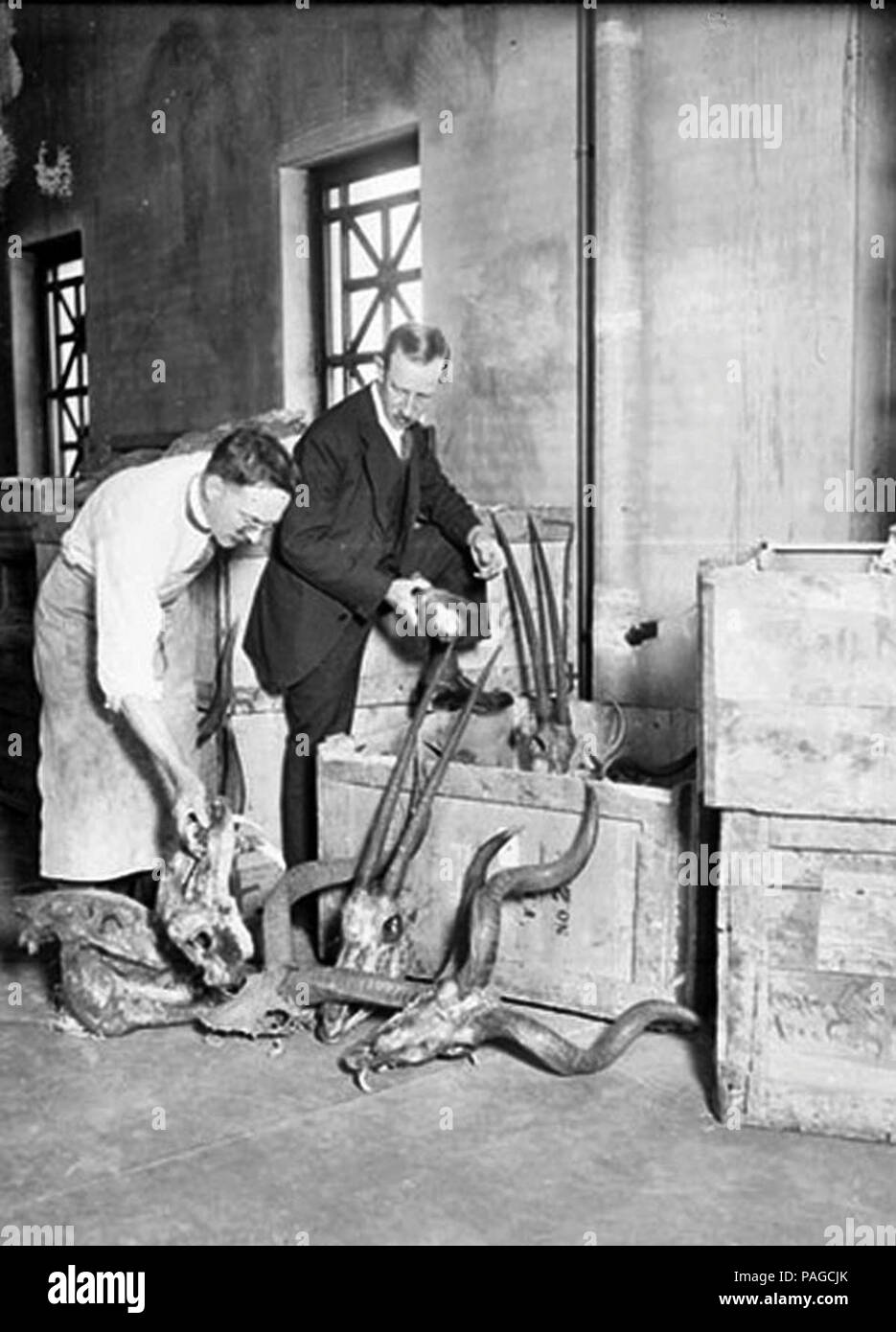 Una stanza con le casse piene di scheletri di animali mod.. Foto Stock