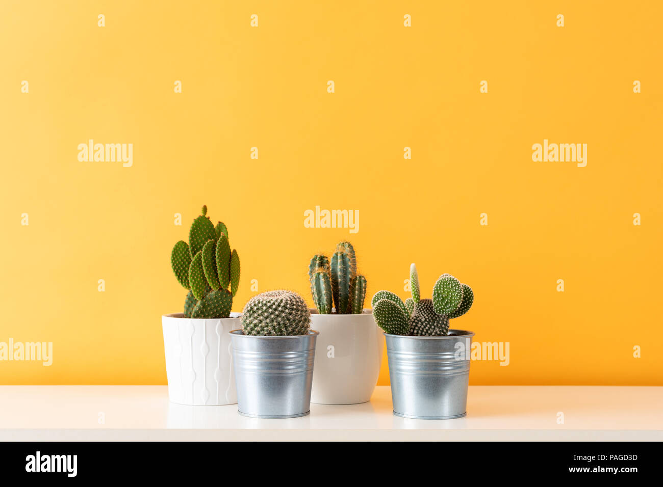 Raccolta di varie piante di cactus in vasi differenti. Vasi di cactus piante sul ripiano bianco contro il pastello colorato senape parete. Foto Stock