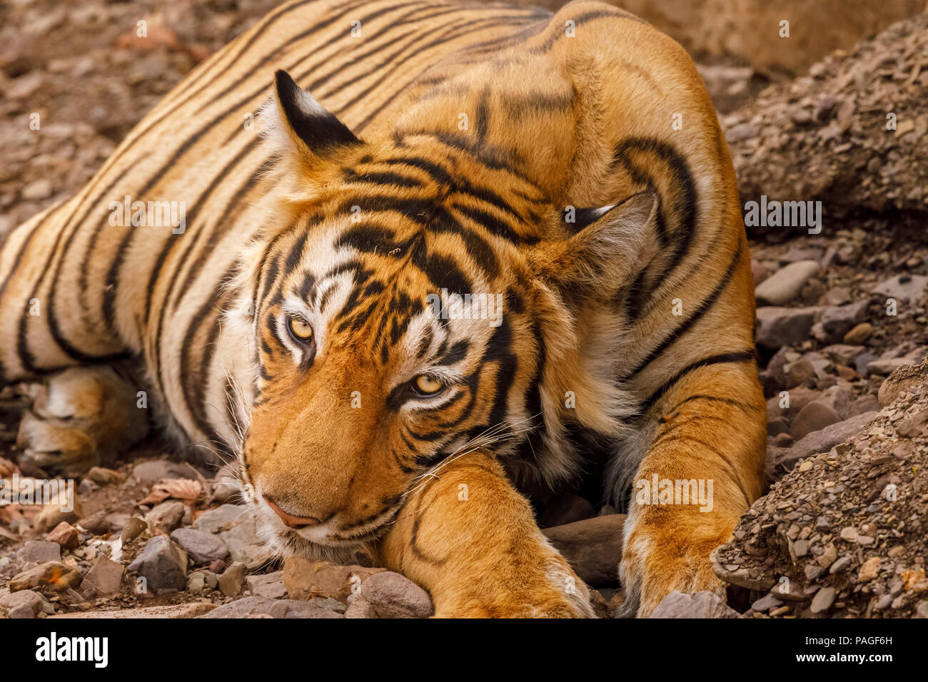 Assonnato maschio tigre del Bengala (Panthera tigris) di appoggio, il Parco nazionale di Ranthambore, Rajasthan, India settentrionale, riposo, contatto visivo guardando la telecamera Foto Stock