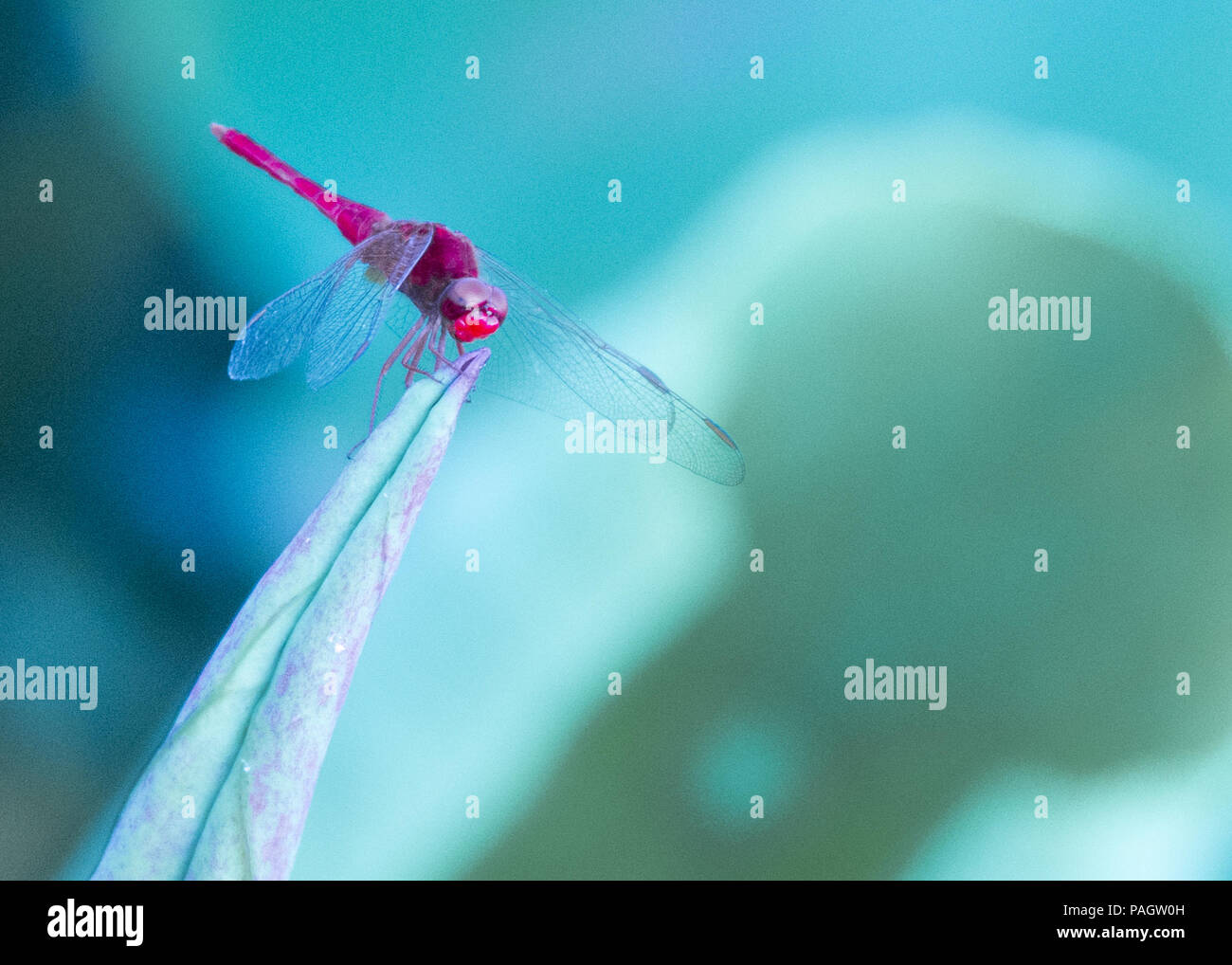 Cina. 23 Luglio, 2018. Una libellula sorge su un fiore di loto in una piscina. Credito: SIPA Asia/ZUMA filo/Alamy Live News Foto Stock