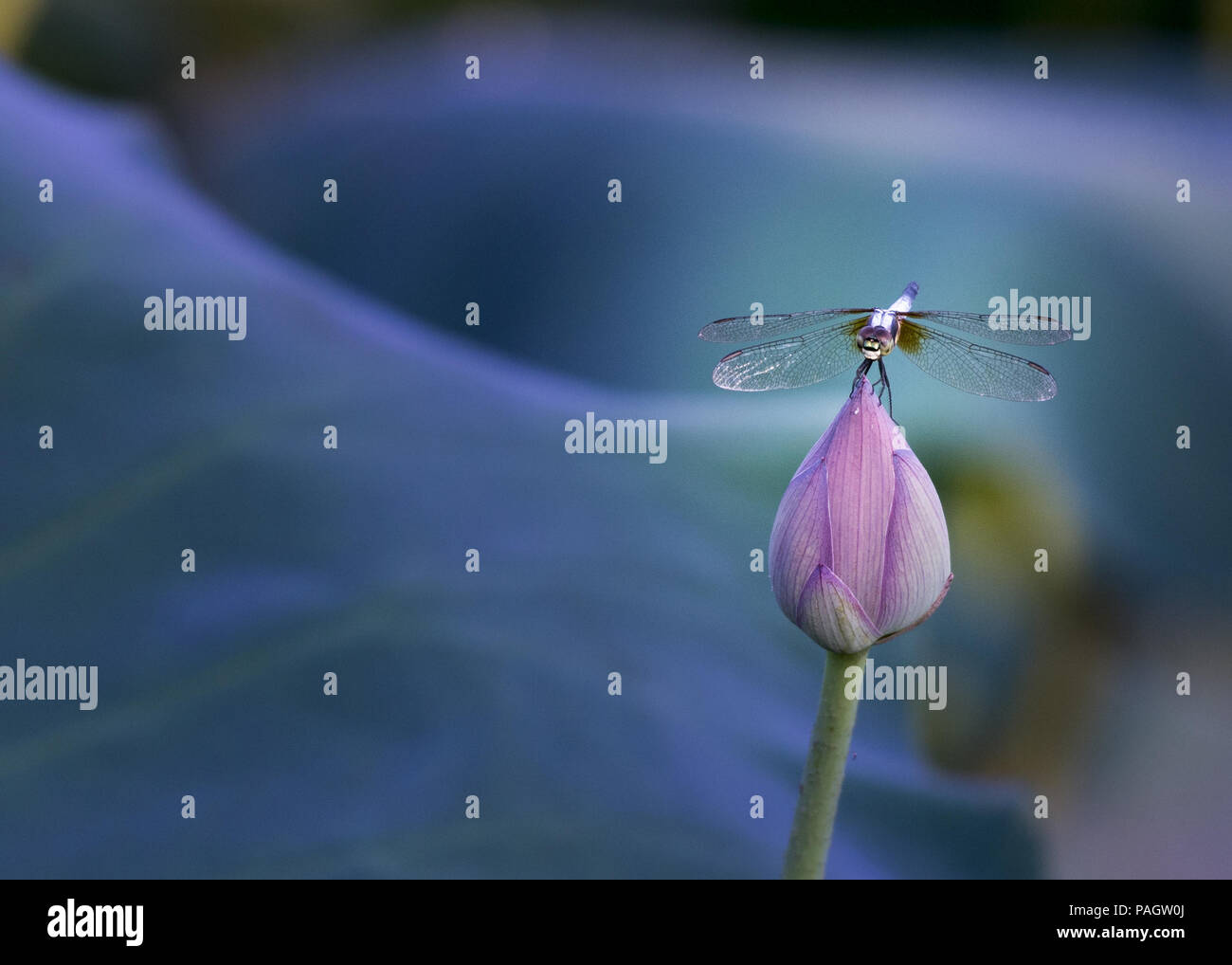 Cina. 23 Luglio, 2018. Una libellula sorge su un fiore di loto in una piscina. Credito: SIPA Asia/ZUMA filo/Alamy Live News Foto Stock