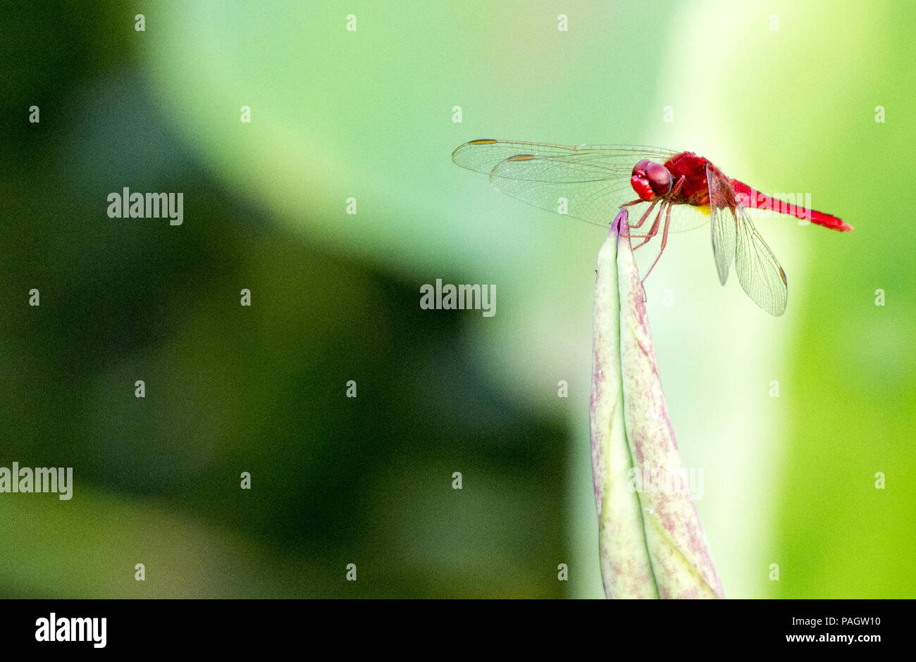 Cina. 23 Luglio, 2018. Una libellula sorge su un fiore di loto in una piscina. Credito: SIPA Asia/ZUMA filo/Alamy Live News Foto Stock